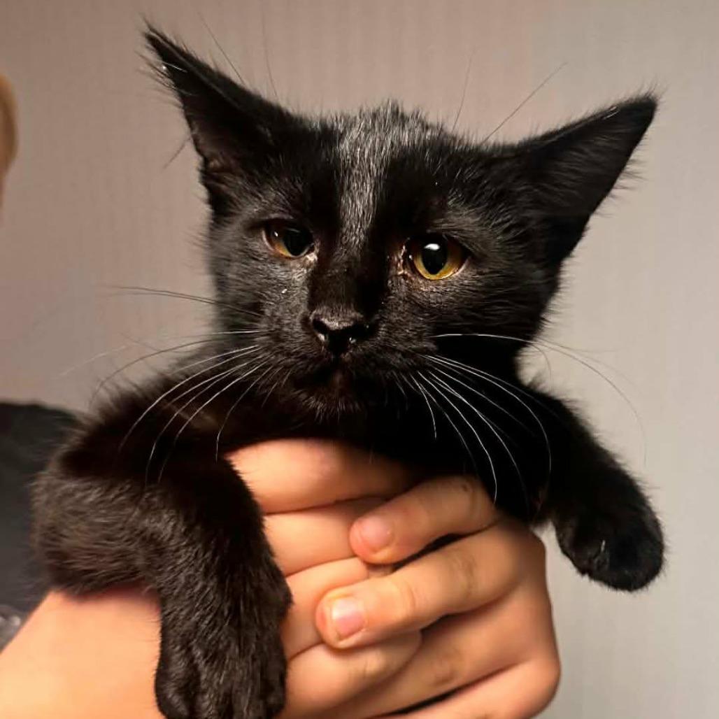 Enlarge Sherry, a Adoptable Domestic Short Hair in Oconomowoc, WI image 2/3