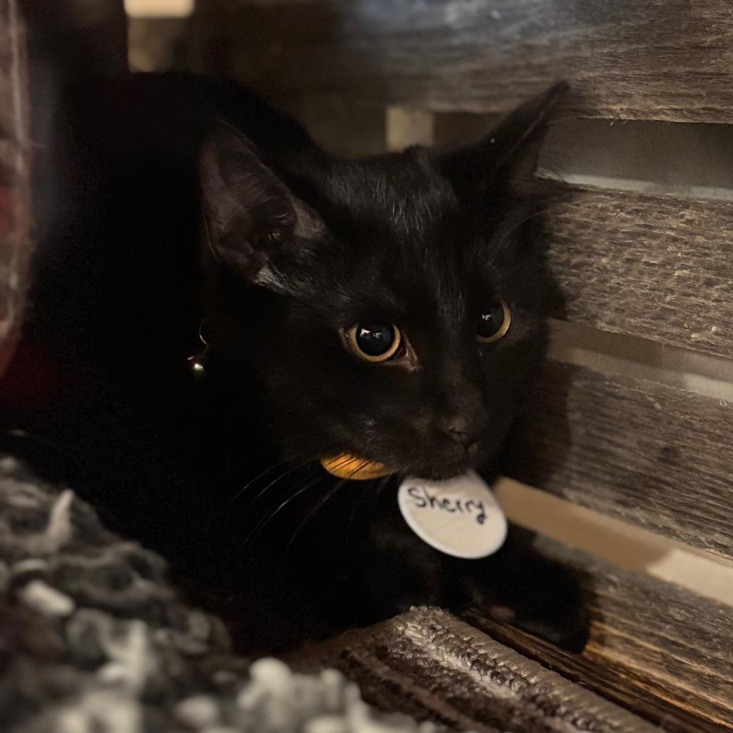 Enlarge Sherry, a Adoptable Domestic Short Hair in Oconomowoc, WI image 3/3