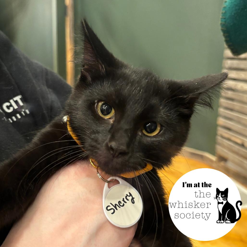 Sherry, Adoptable, Adult Female Domestic Short Hair.