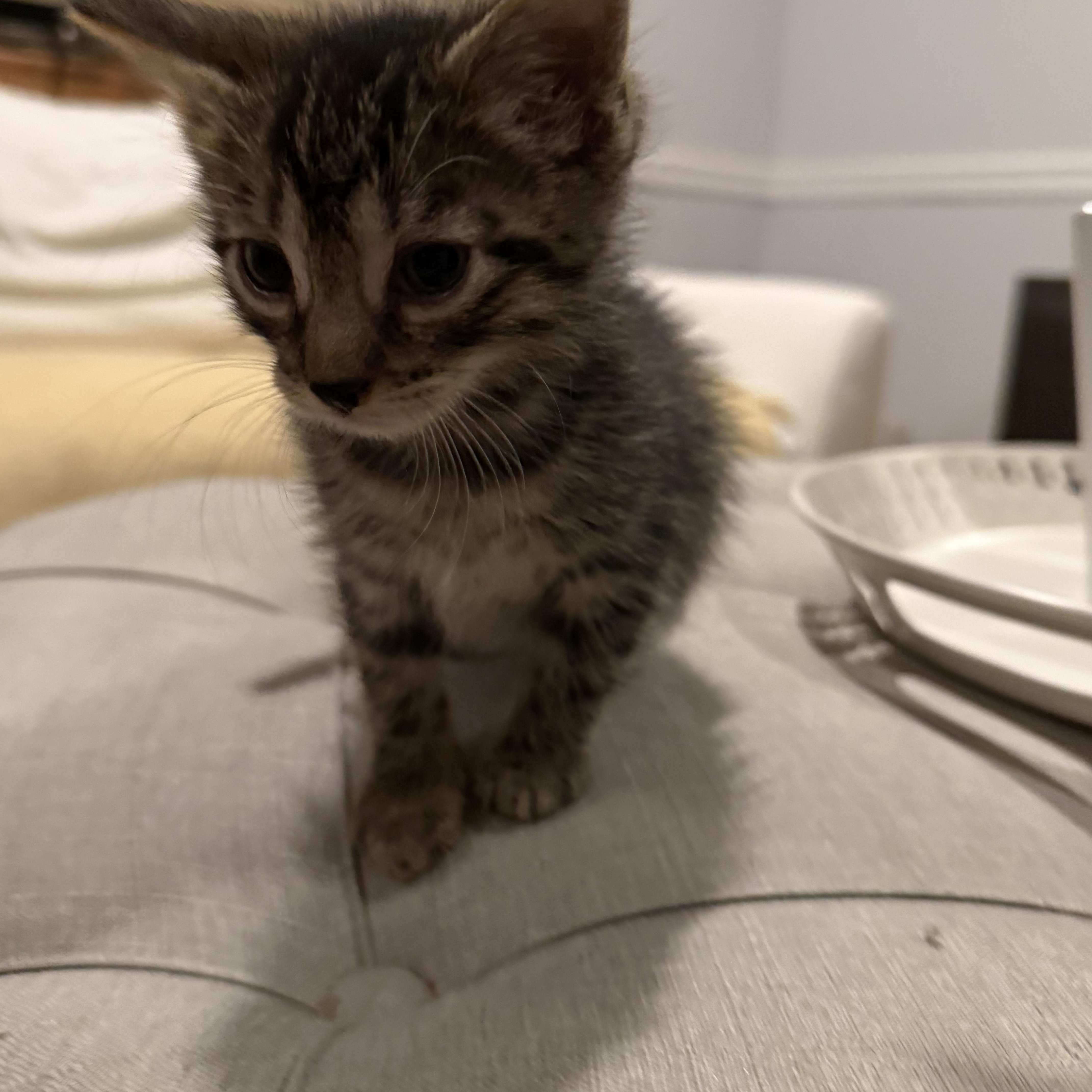Enlarge Bryce, a ADOPTABLE Domestic Short Hair in Moriches, NY image 2/3