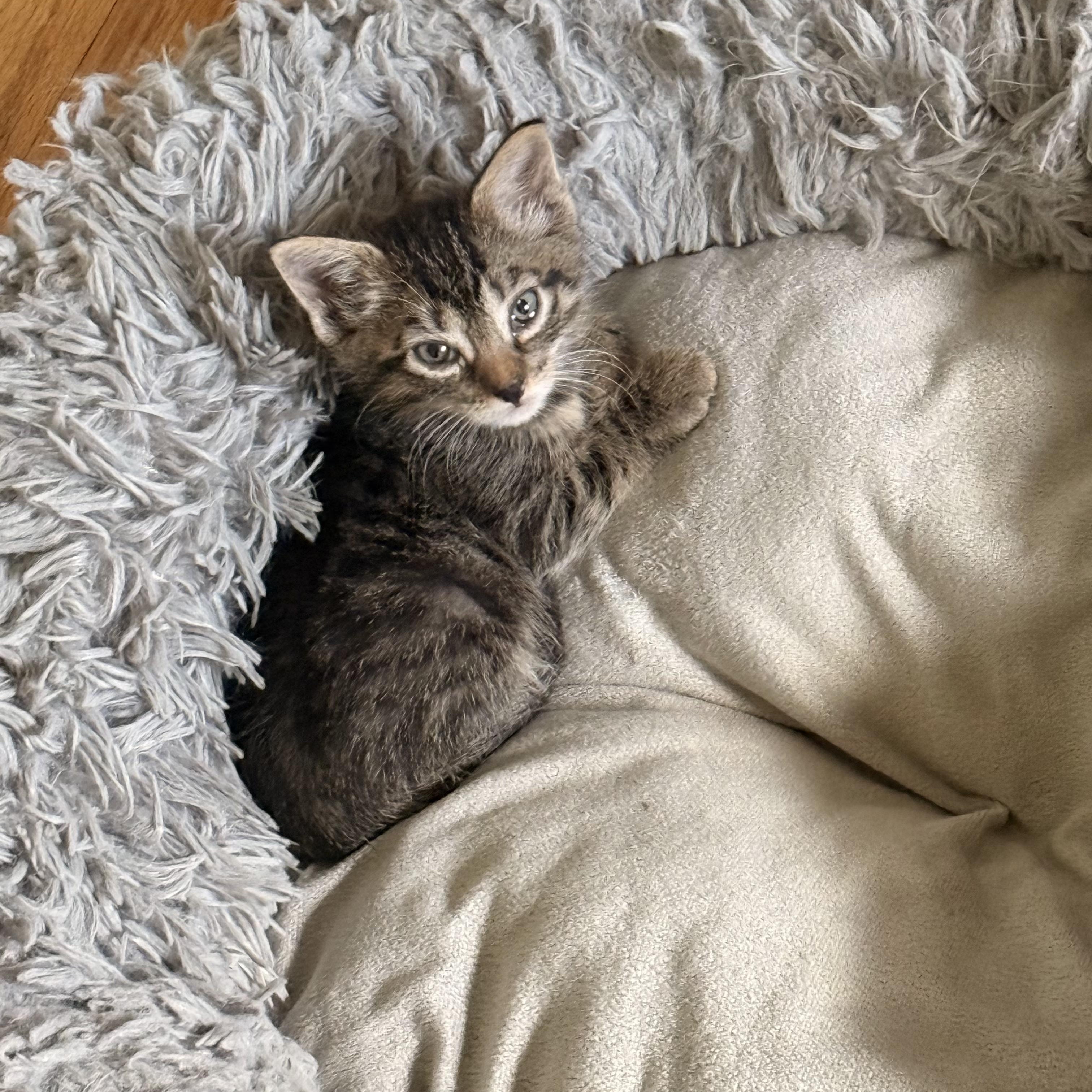 Enlarge Bryce, a ADOPTABLE Domestic Short Hair in Moriches, NY image 3/3