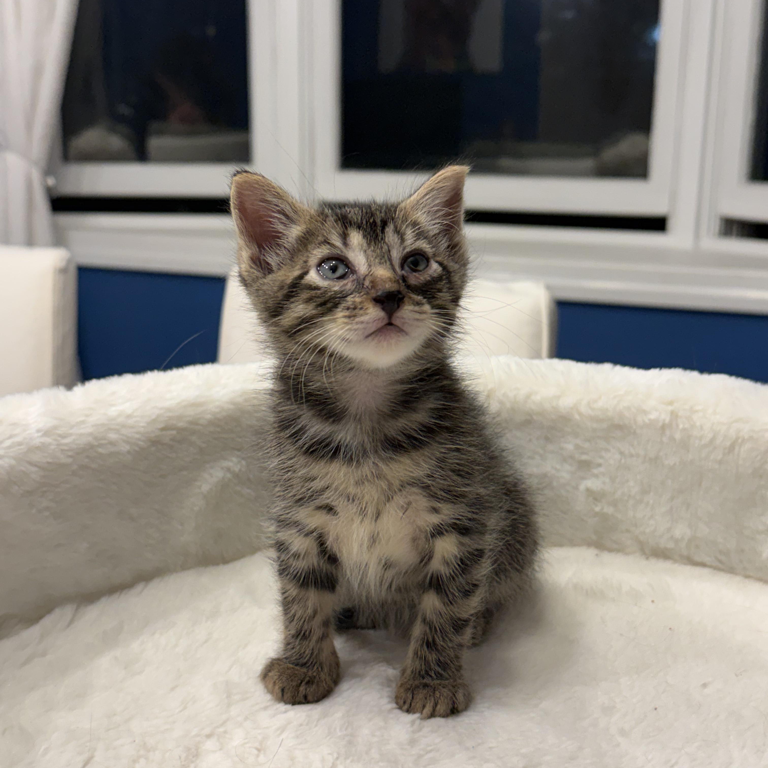 Enlarge Bryce, a ADOPTABLE Domestic Short Hair in Moriches, NY image 1/3