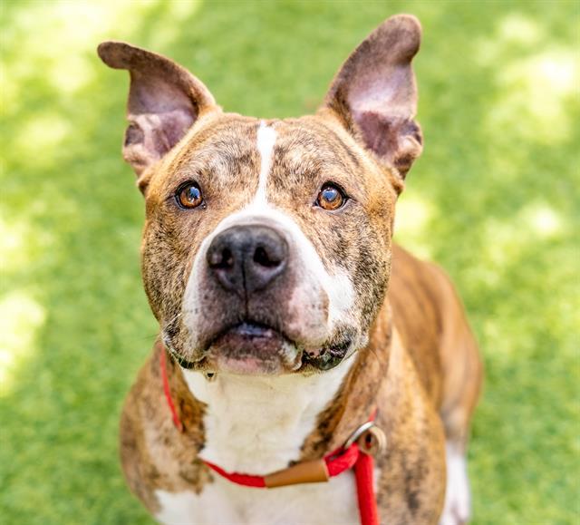 Enlarge Hammy, a Adoptable Pit Bull Terrier in Tigard, OR image 5/5