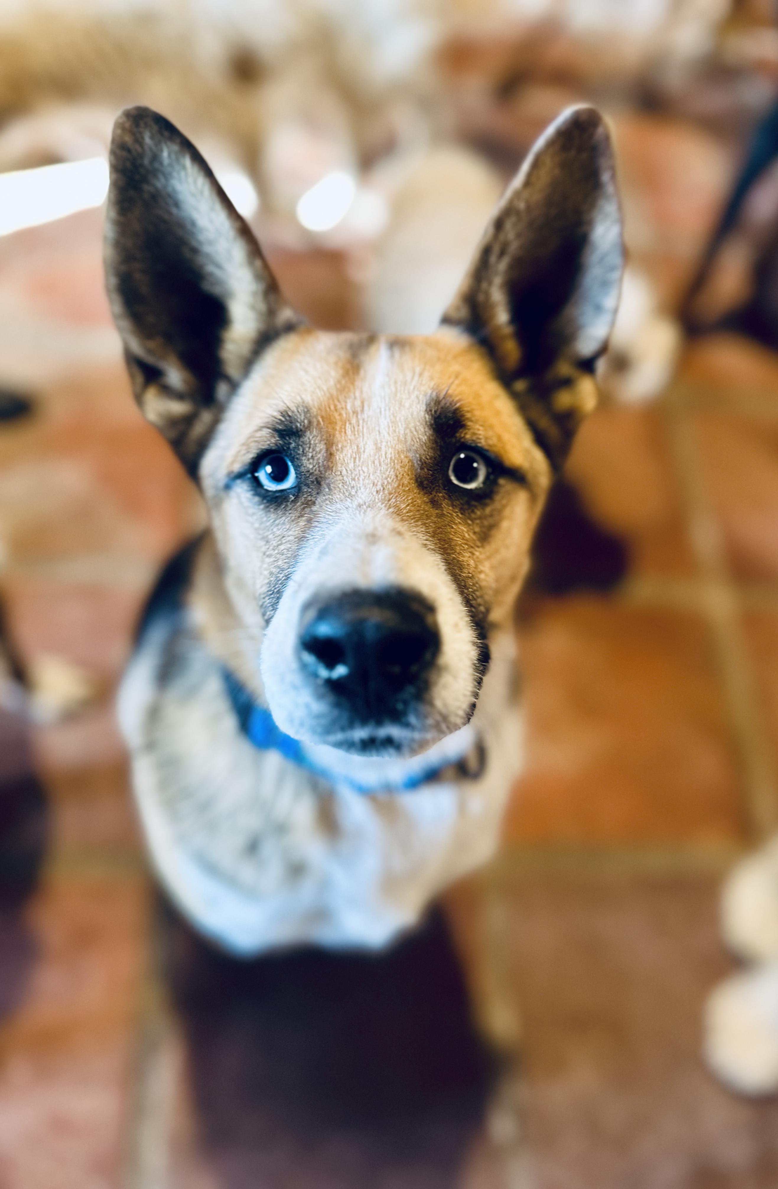 Enlarge Luna, a Adoptable Mixed Breed in Encino, CA image 4/6