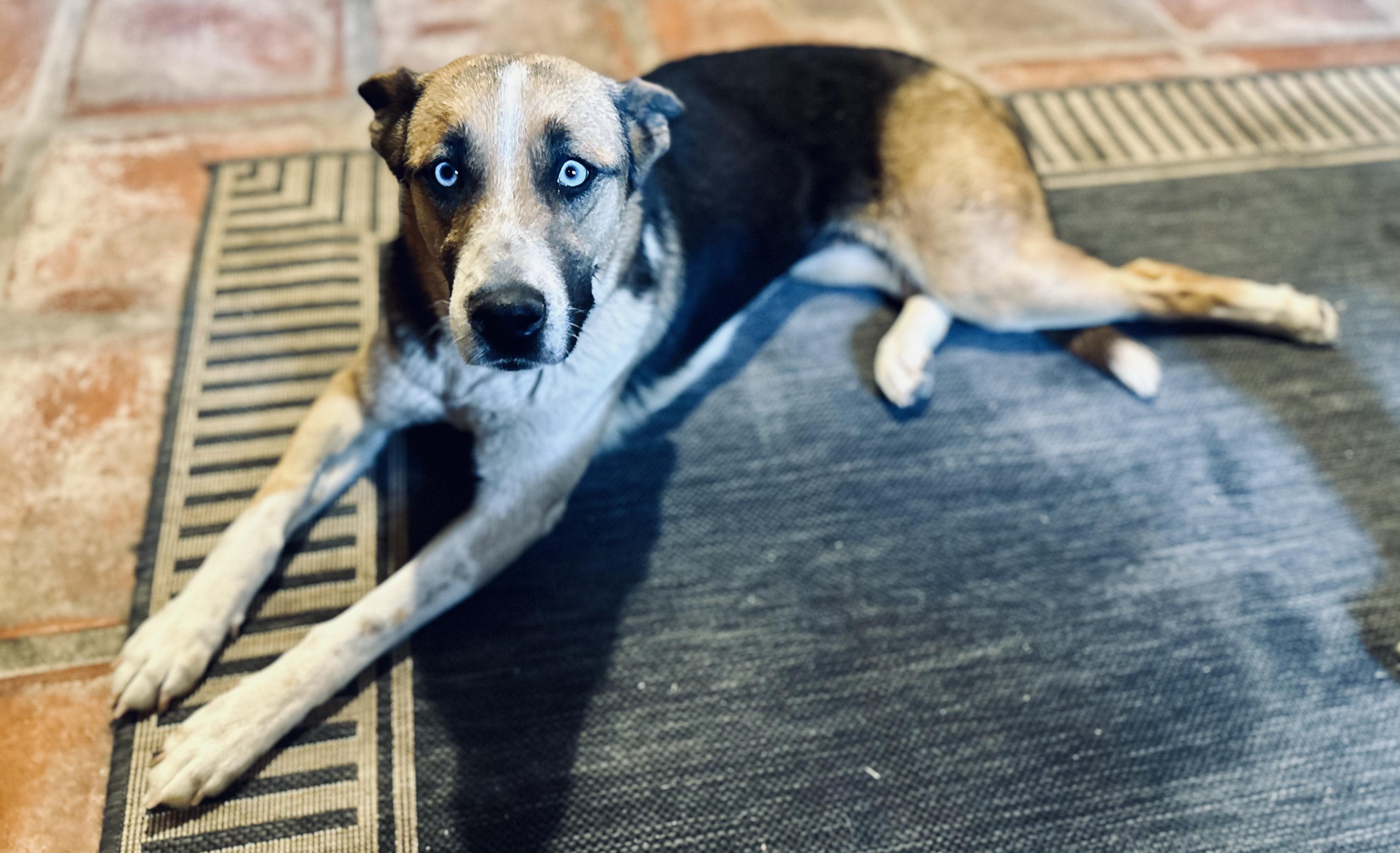 Enlarge Luna, a Adoptable Mixed Breed in Encino, CA image 2/6