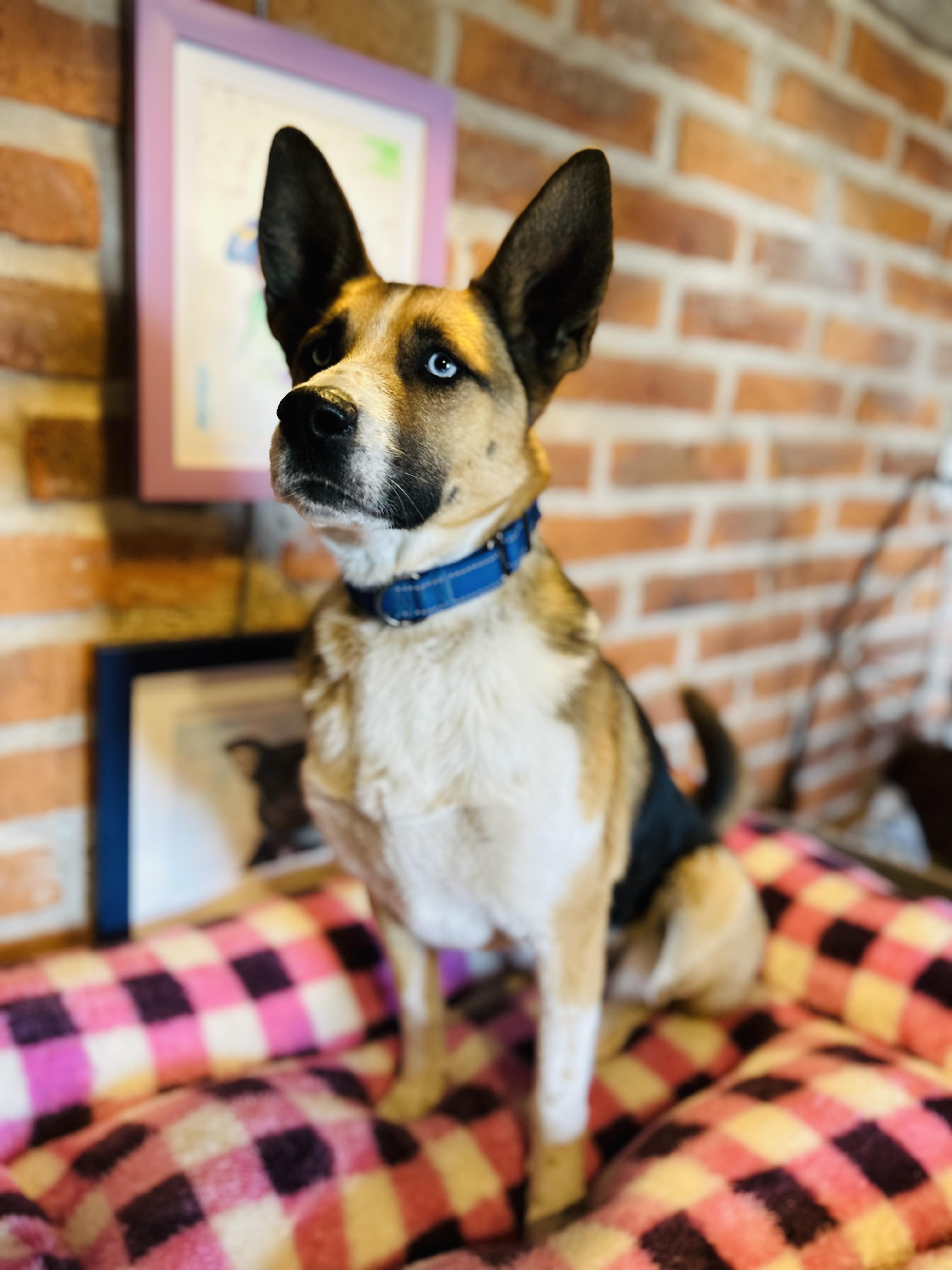 Enlarge Luna, a Adoptable Mixed Breed in Encino, CA image 6/6