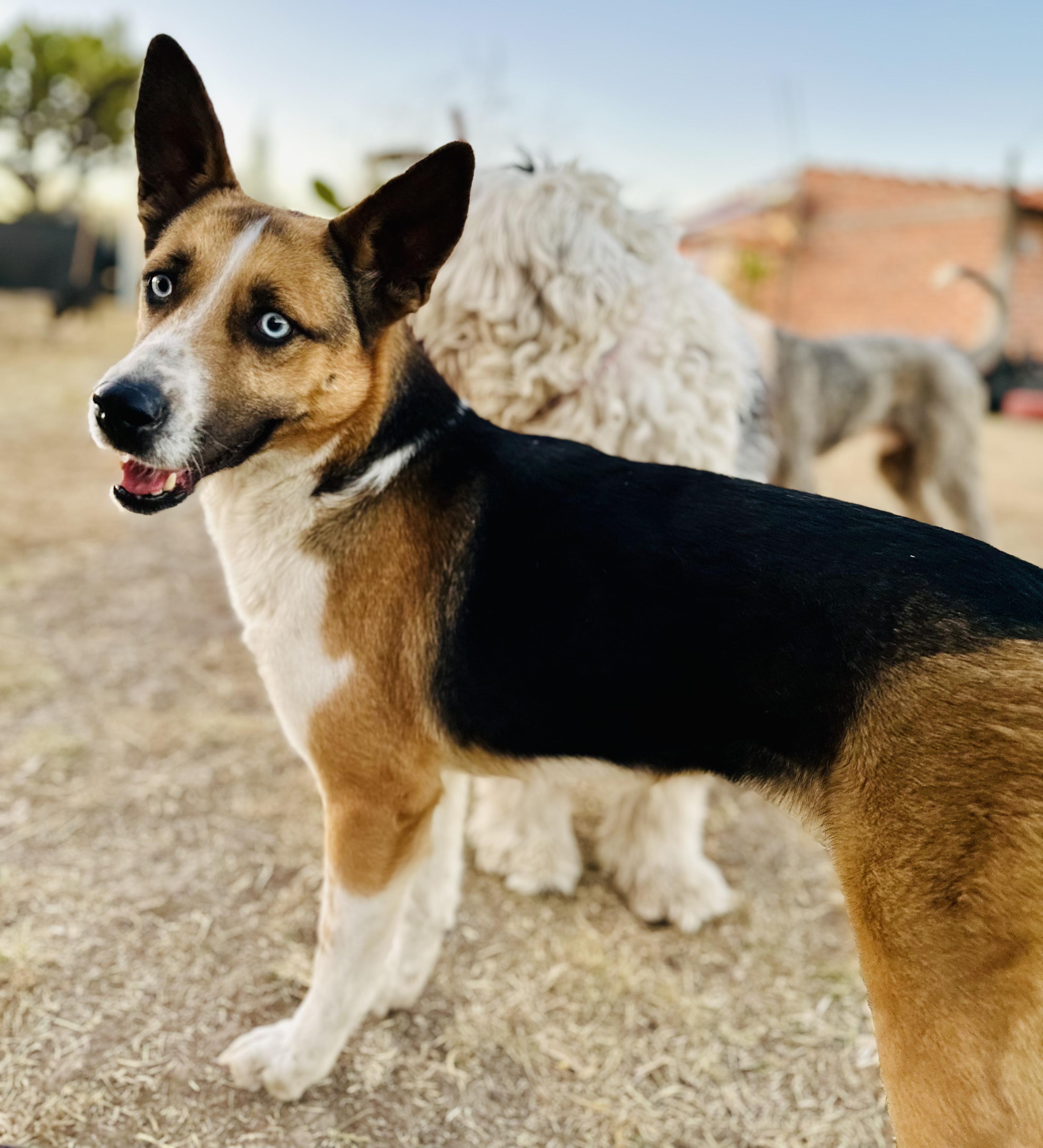 Enlarge Luna, a Adoptable Mixed Breed in Encino, CA image 4/6