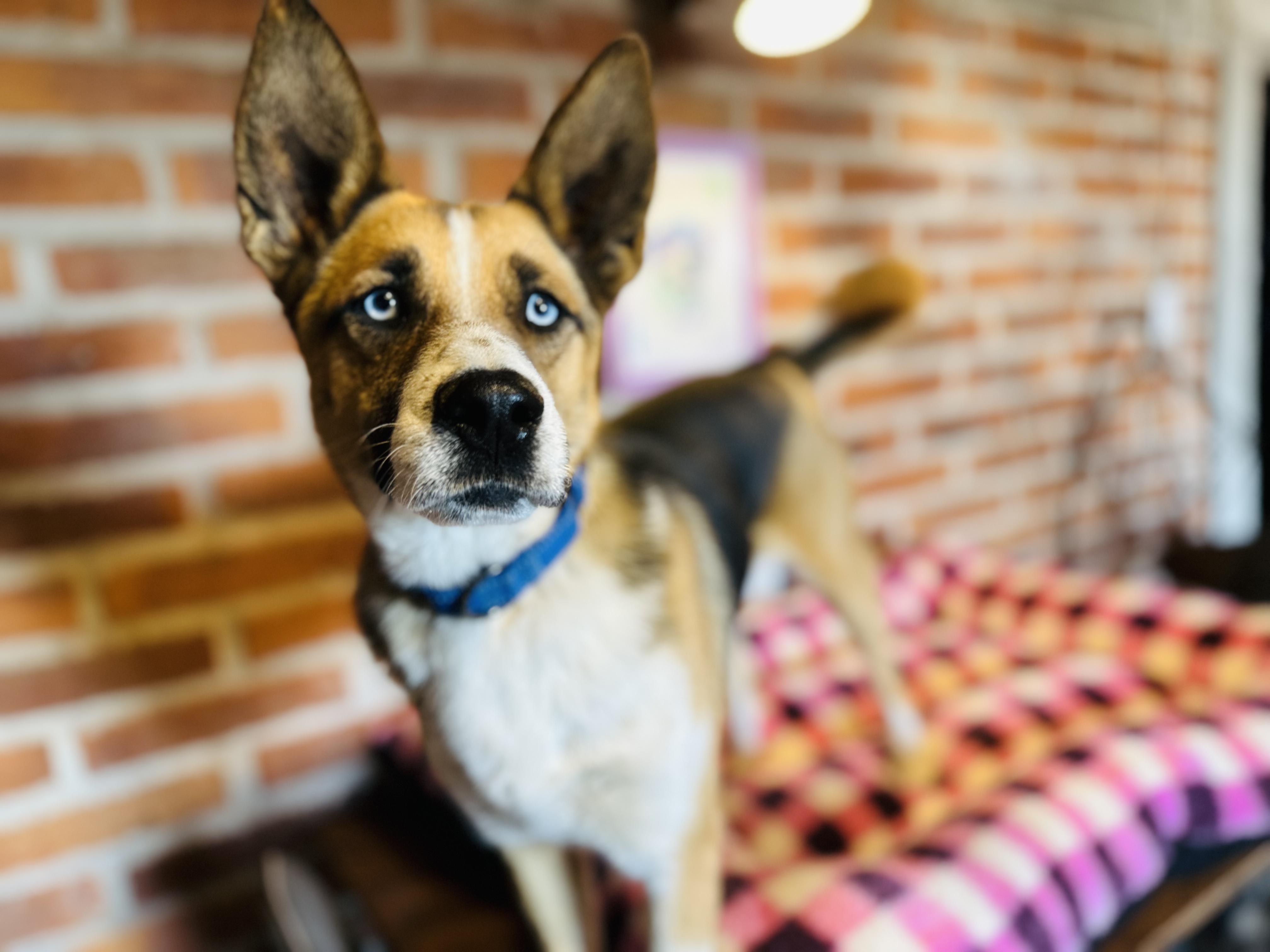 Enlarge Luna, a Adoptable Mixed Breed in Encino, CA image 5/6