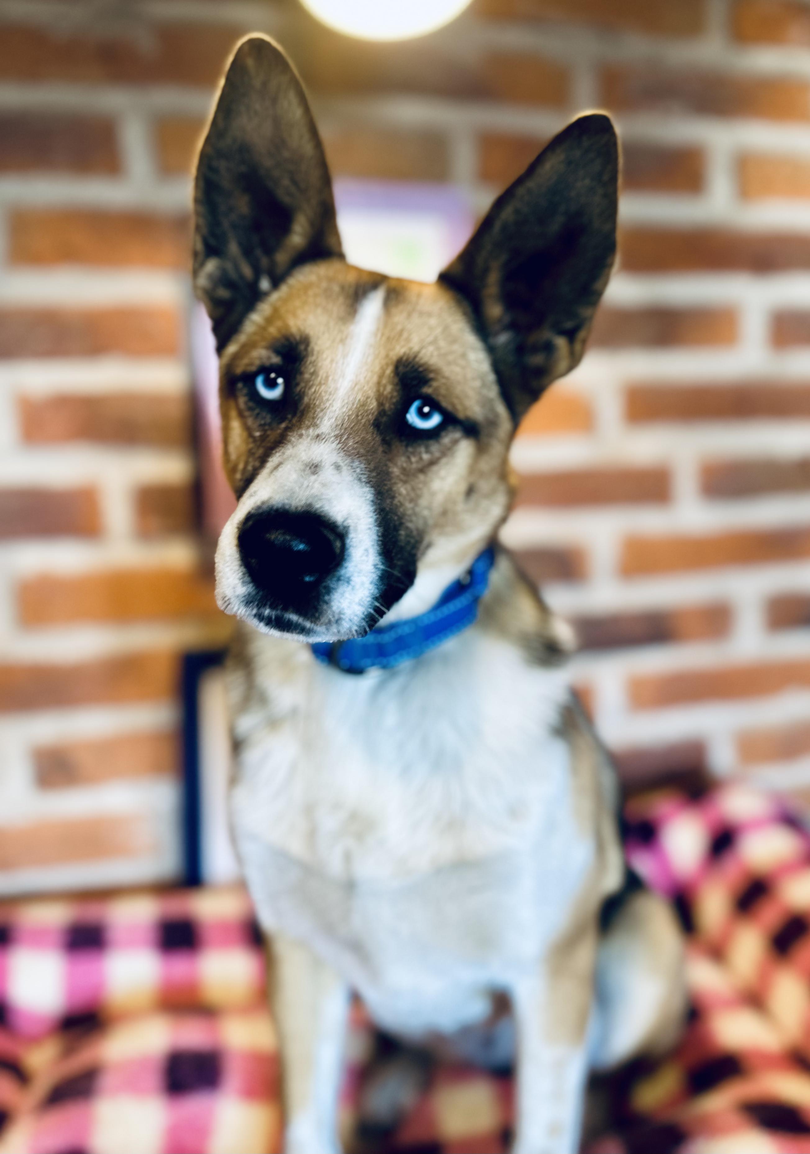 Enlarge Luna, a Adoptable Mixed Breed in Encino, CA image 2/6