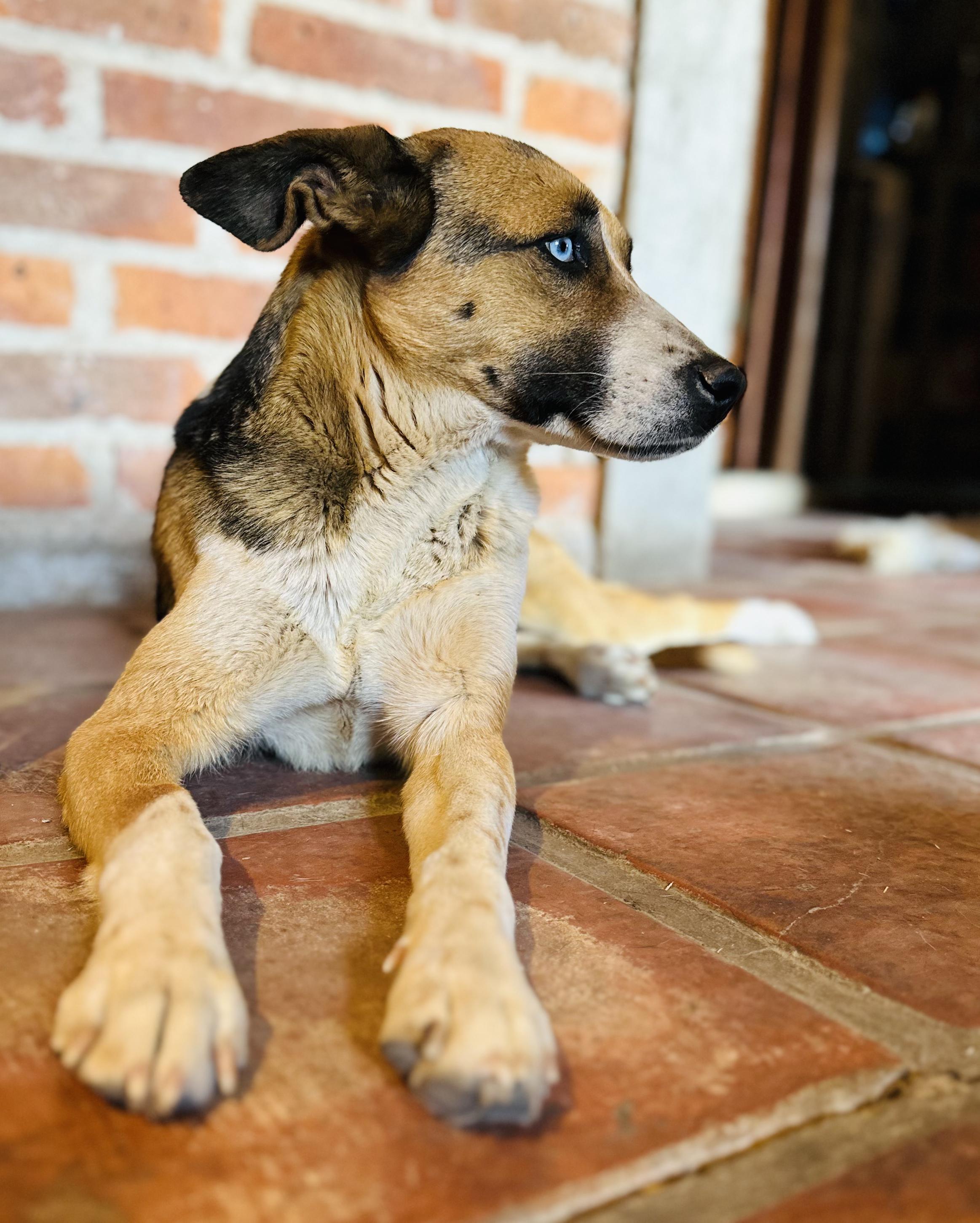 Enlarge Luna, a Adoptable Mixed Breed in Encino, CA image 5/6