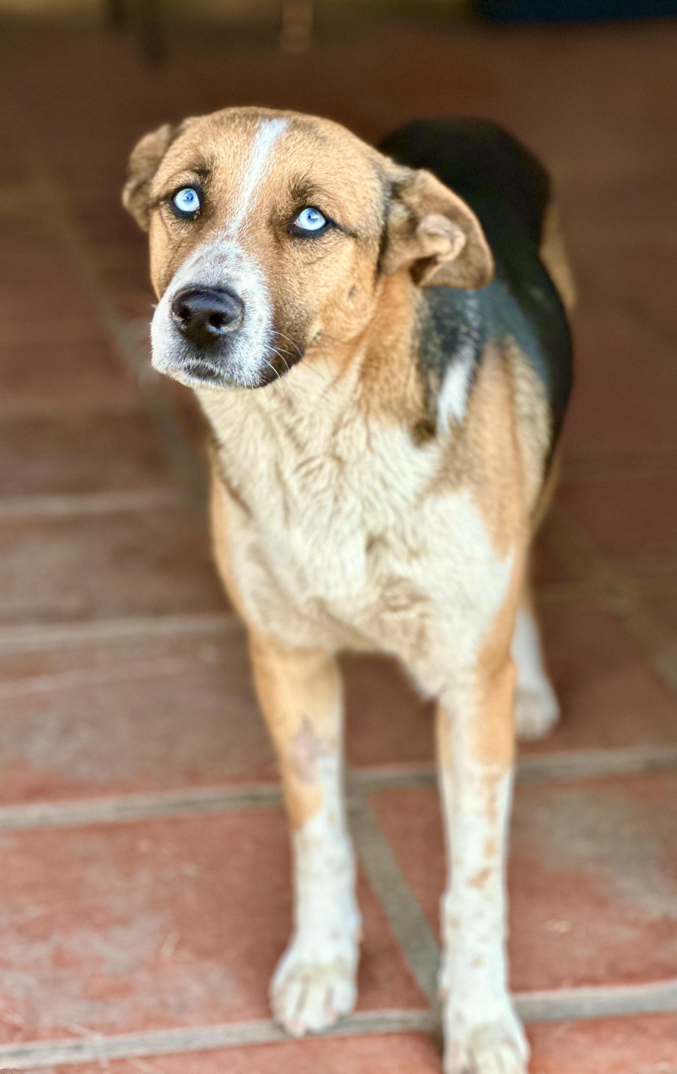 Enlarge Luna, a Adoptable Mixed Breed in Encino, CA image 6/6