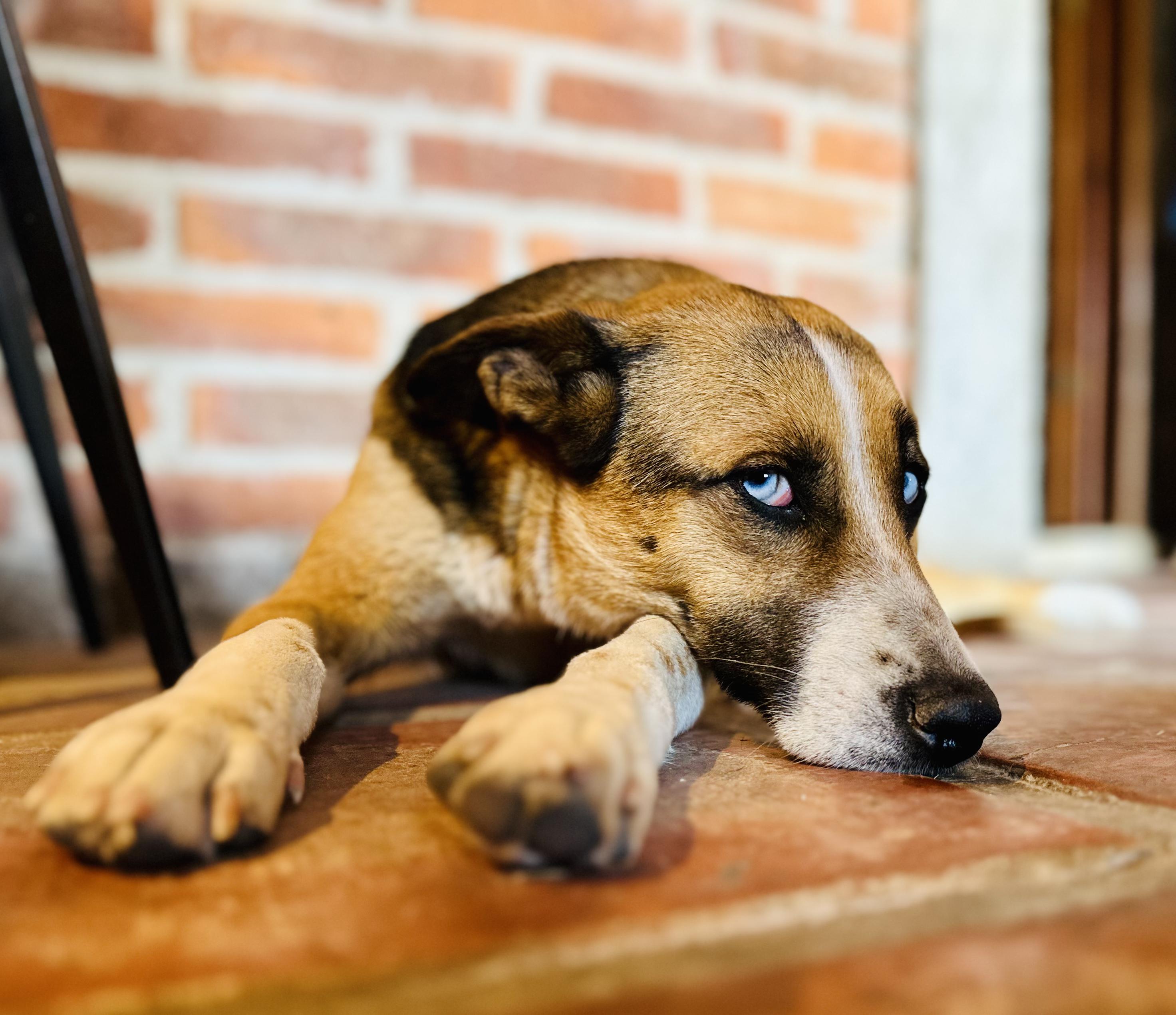 Enlarge Luna, a Adoptable Mixed Breed in Encino, CA image 1/6