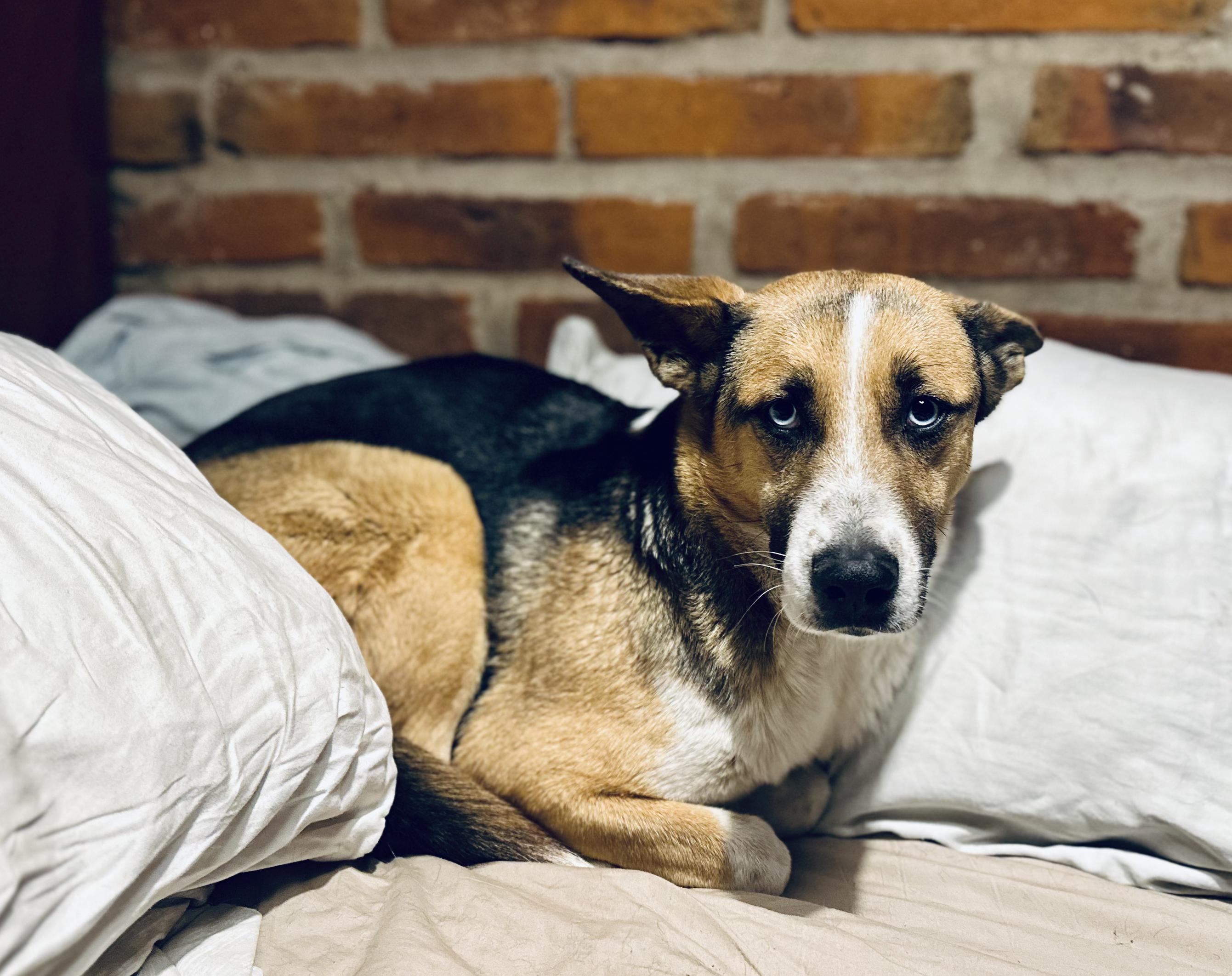 Enlarge Luna, a Adoptable Mixed Breed in Encino, CA image 3/6