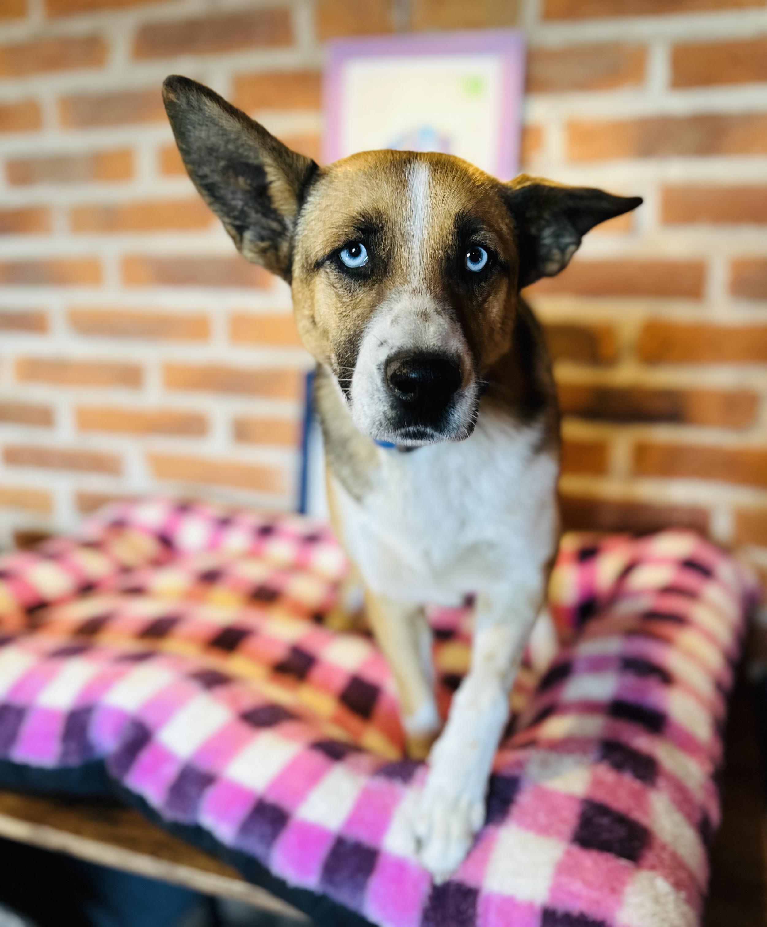 Luna, Adoptable, Young Female Mixed Breed.