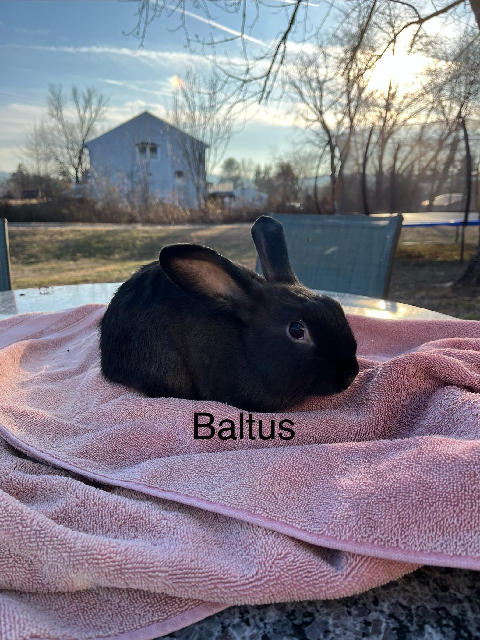 Baltus, ADOPTABLE, Baby Male American Sable & Mini Lop.