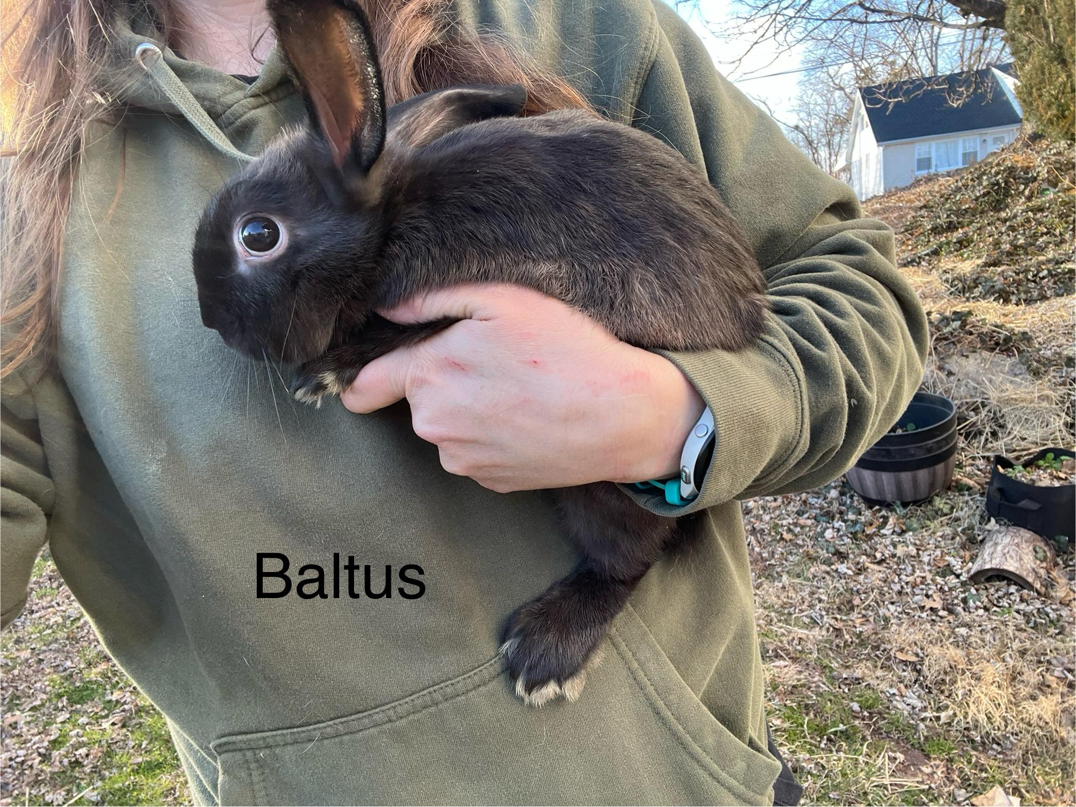 Enlarge Baltus, an adopted mixed breed in Birdsboro, PA image 4/4