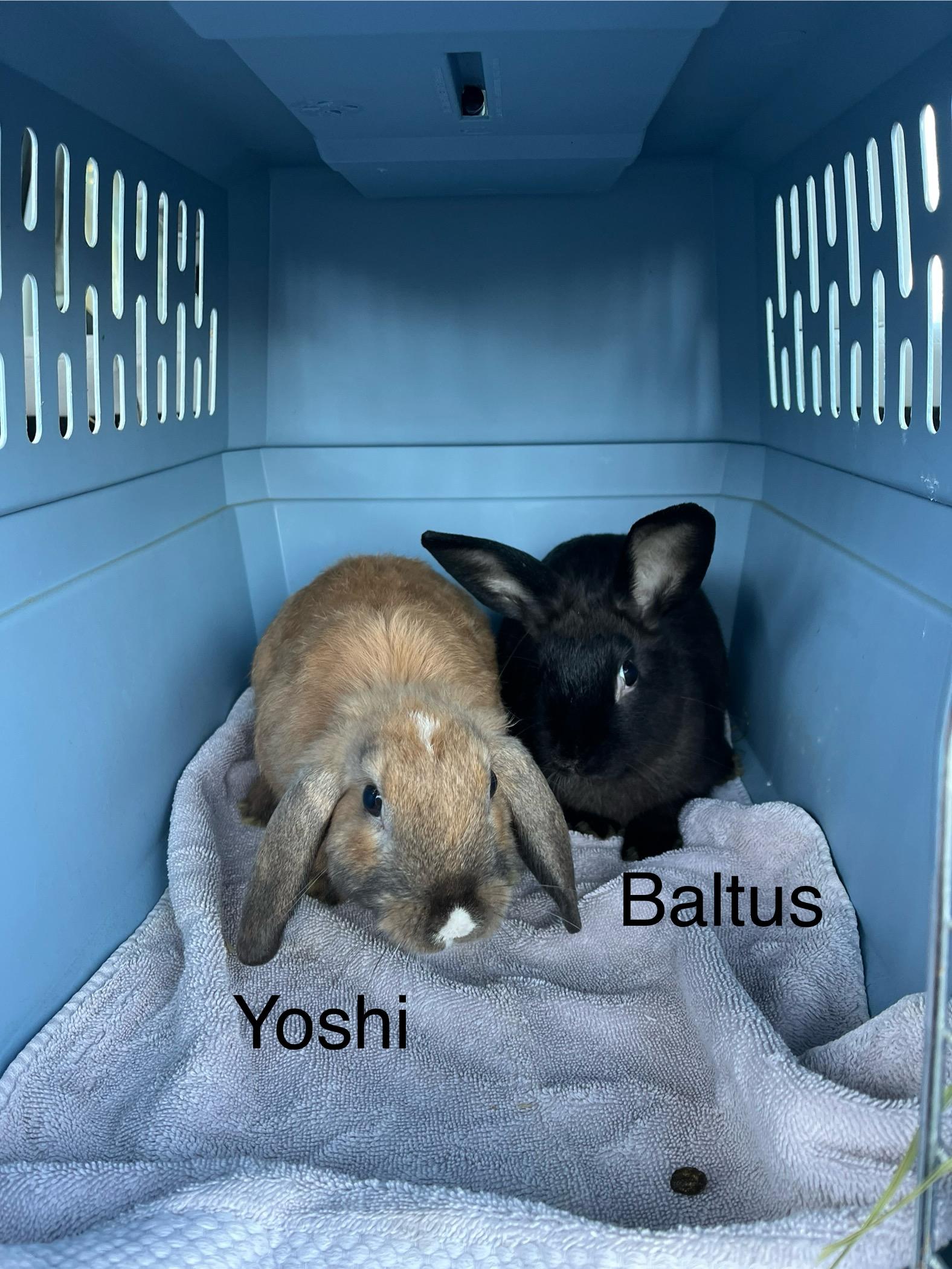 Enlarge Baltus, an adopted mixed breed in Birdsboro, PA image 3/4