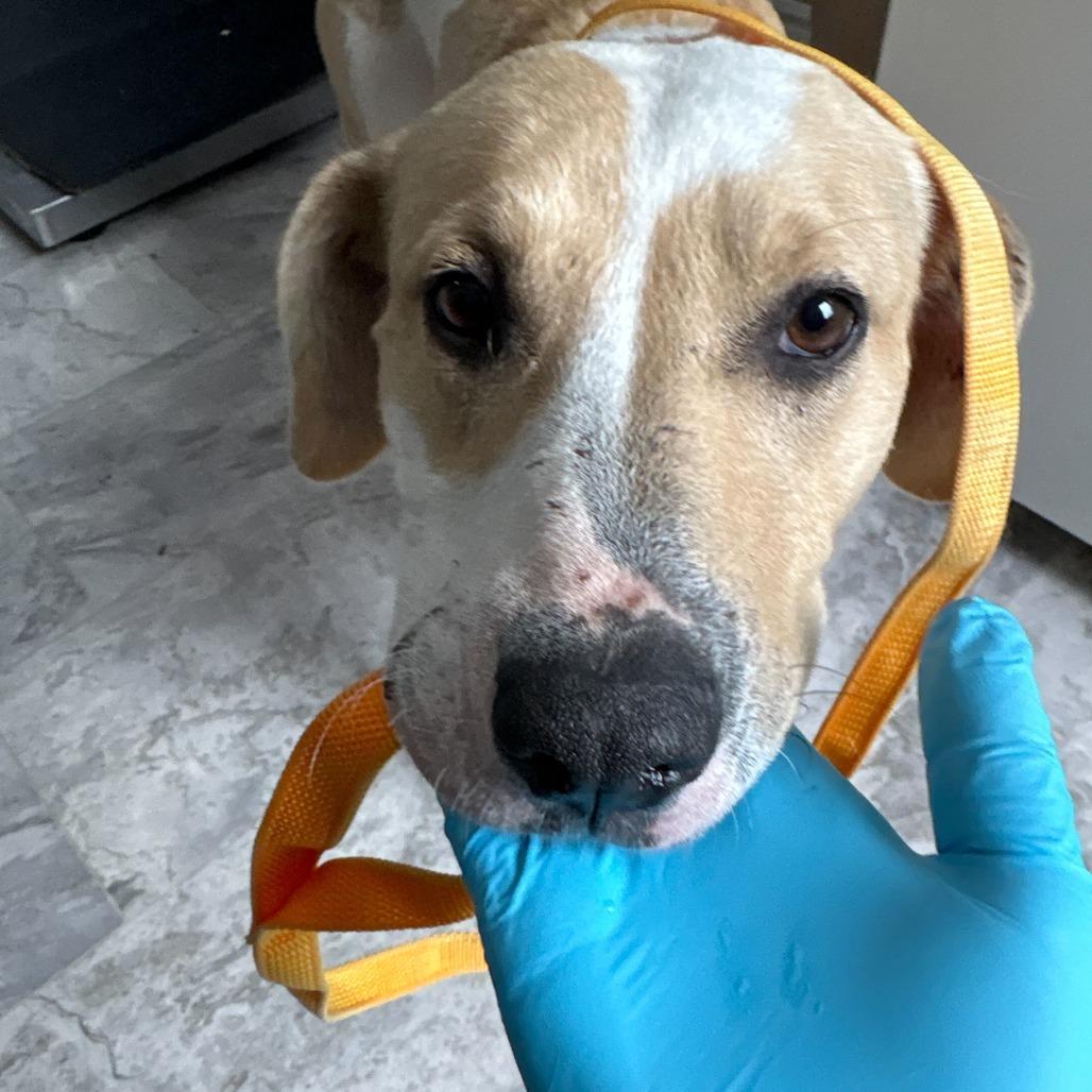 Kat, Adoptable, Puppy Female Mixed Breed.