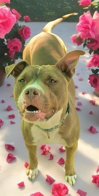 SNUGGLES, Adoptable, Adult Female Pit Bull Terrier & Mixed Breed.