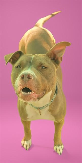 SNUGGLES, Adoptable, Adult Female Pit Bull Terrier & Mixed Breed.