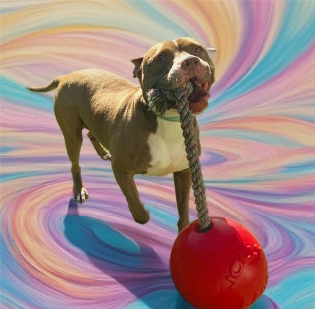 SNUGGLES, Adoptable, Adult Female Pit Bull Terrier & Mixed Breed.