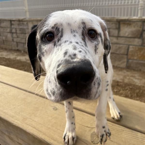 Clarabelle, Adoptable, Adult Female Dalmatian & Mixed Breed.