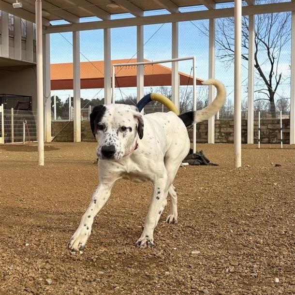 Enlarge Clarabelle, a Adoptable mixed breed in Bentonville, AR image 2/6