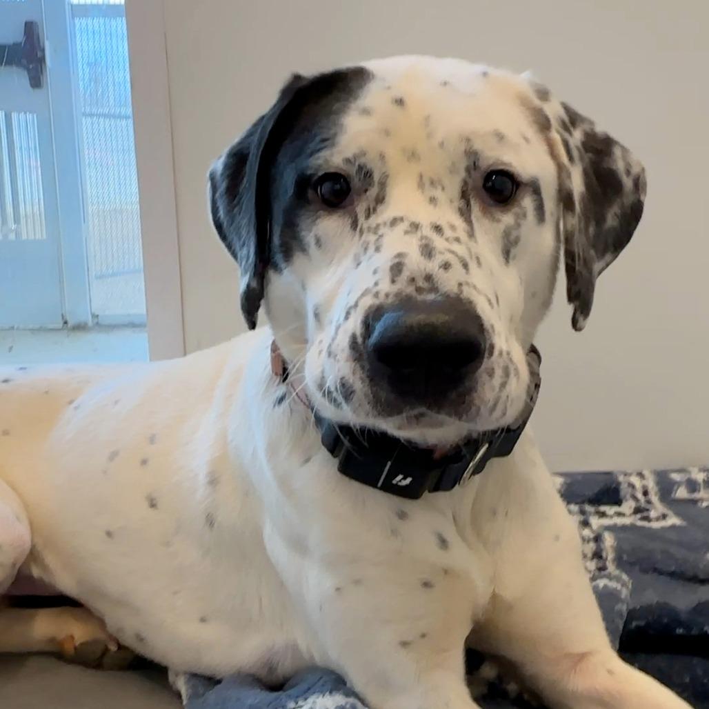 Enlarge Clarabelle, a Adoptable mixed breed in Bentonville, AR image 3/6