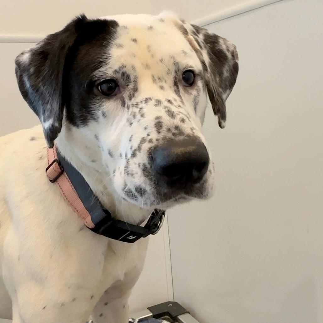 Enlarge Clarabelle, a Adoptable mixed breed in Bentonville, AR image 4/6