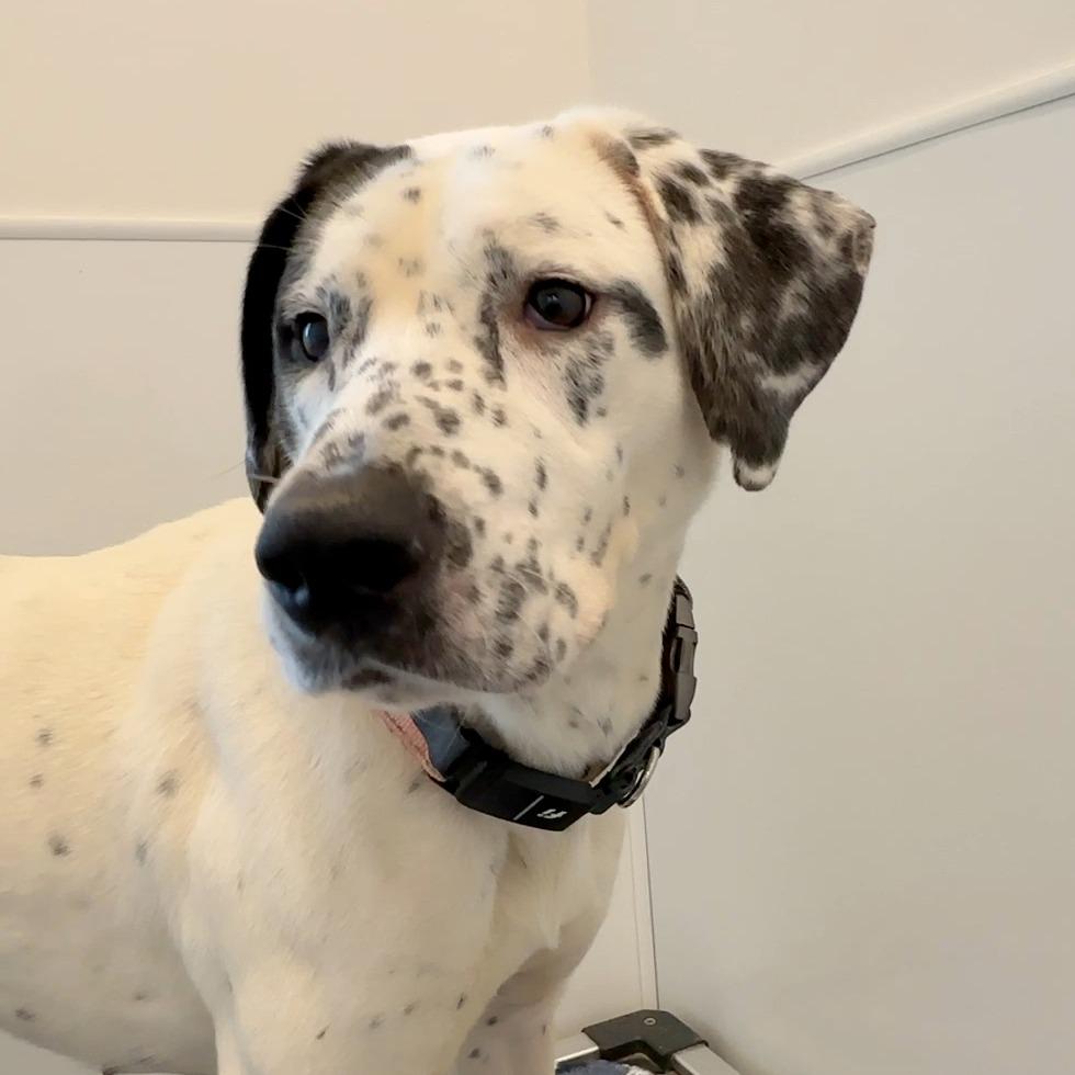 Enlarge Clarabelle, a Adoptable mixed breed in Bentonville, AR image 5/6