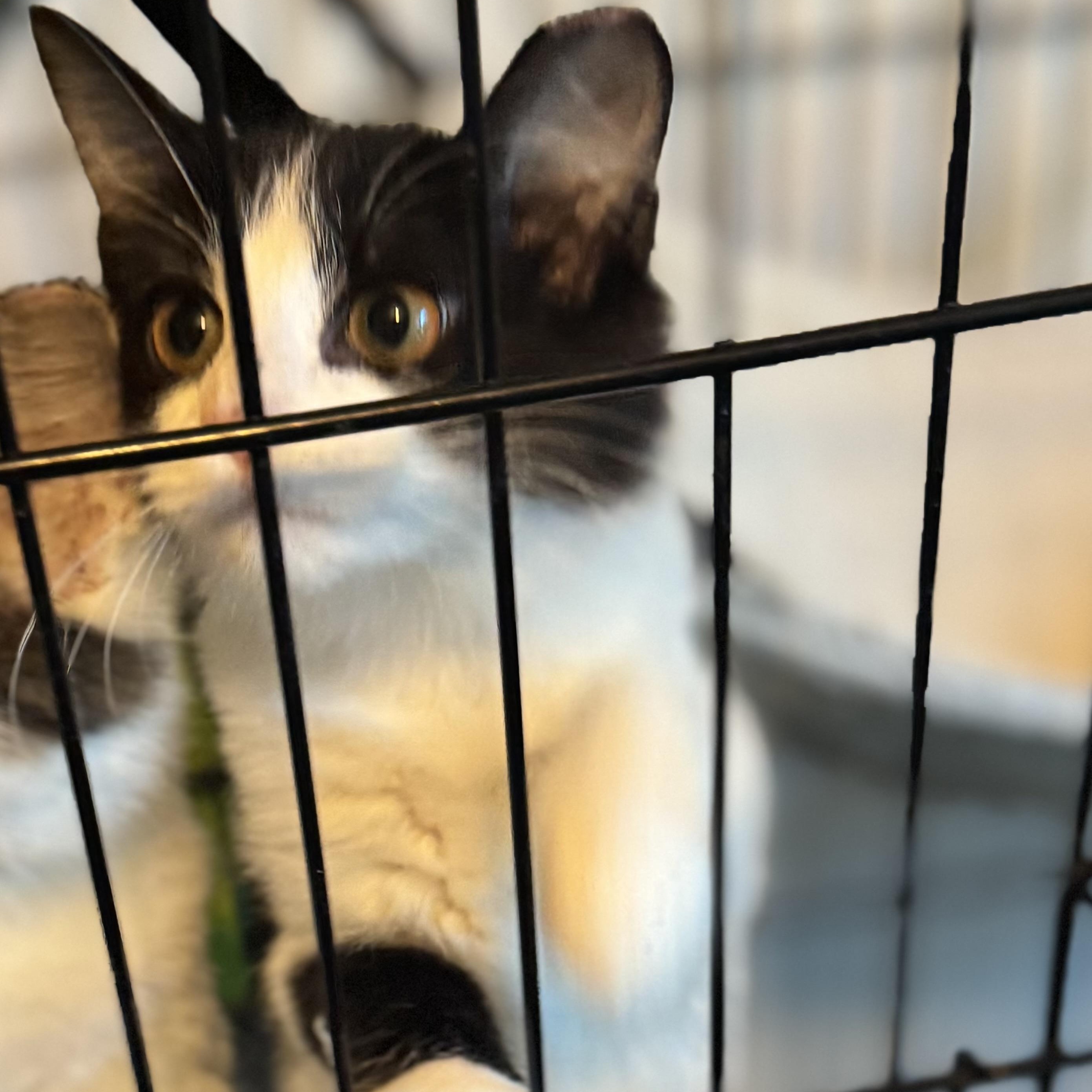 Enlarge Kory, a ADOPTABLE Domestic Short Hair in San Juan, PR image 4/5