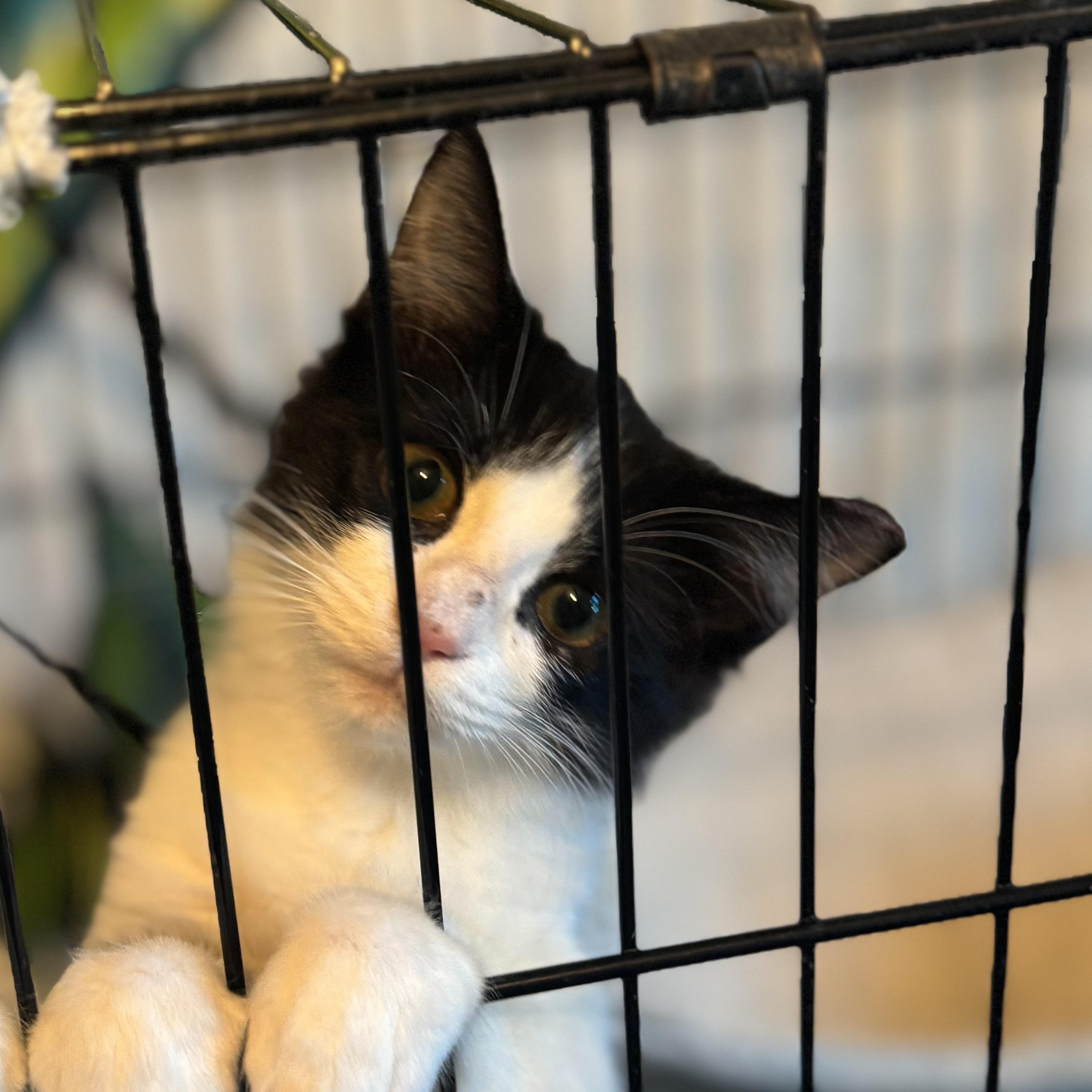 Kory, ADOPTABLE, Kitten Female Domestic Short Hair.