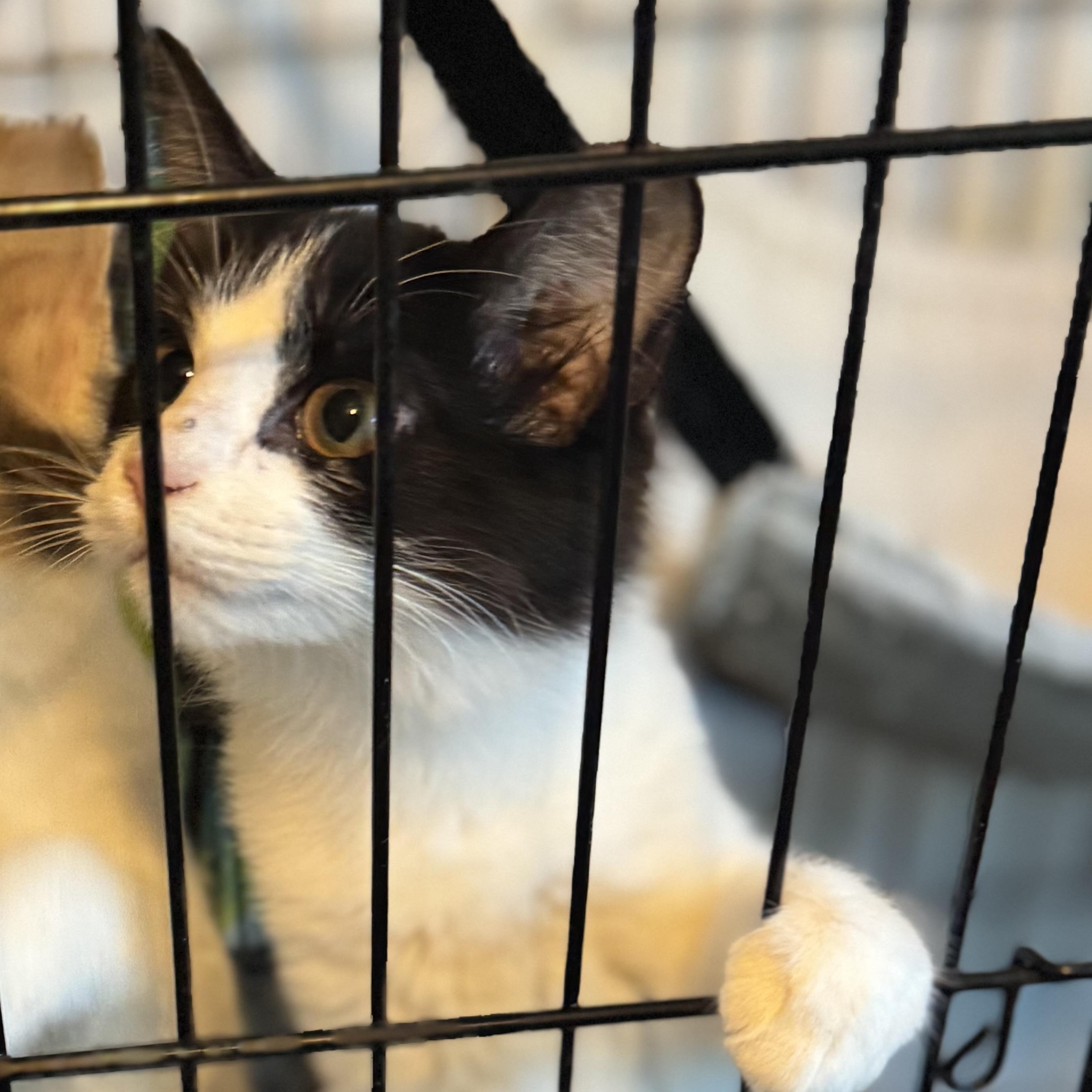 Enlarge Kory, a ADOPTABLE Domestic Short Hair in San Juan, PR image 2/5