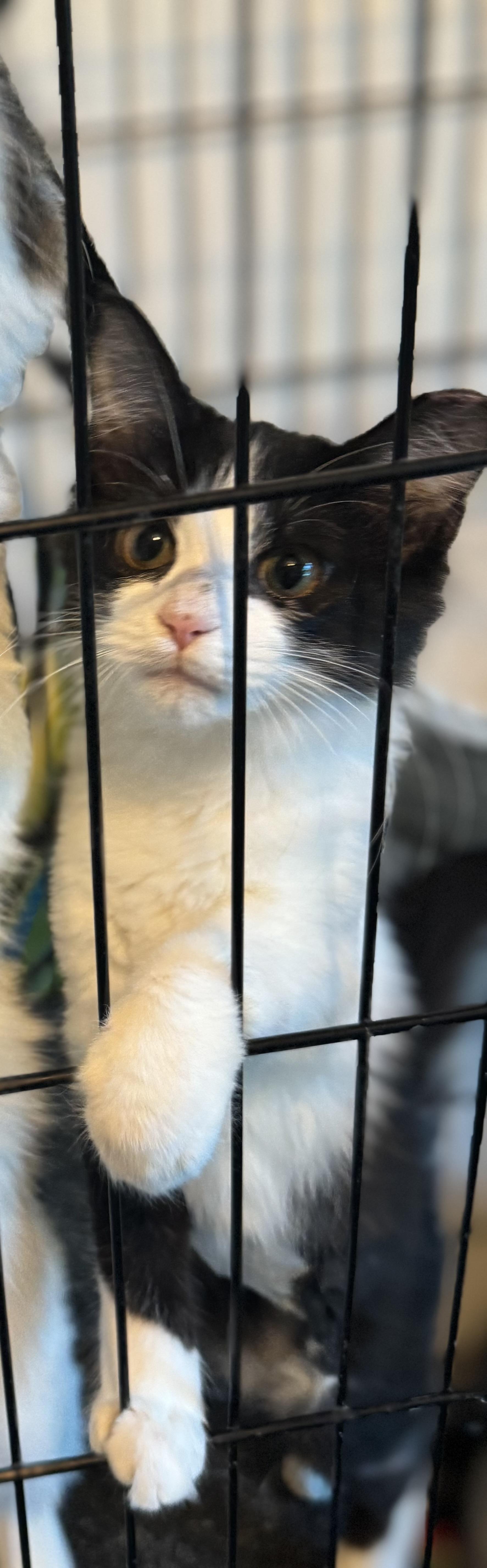 Enlarge Kory, a ADOPTABLE Domestic Short Hair in San Juan, PR image 3/5