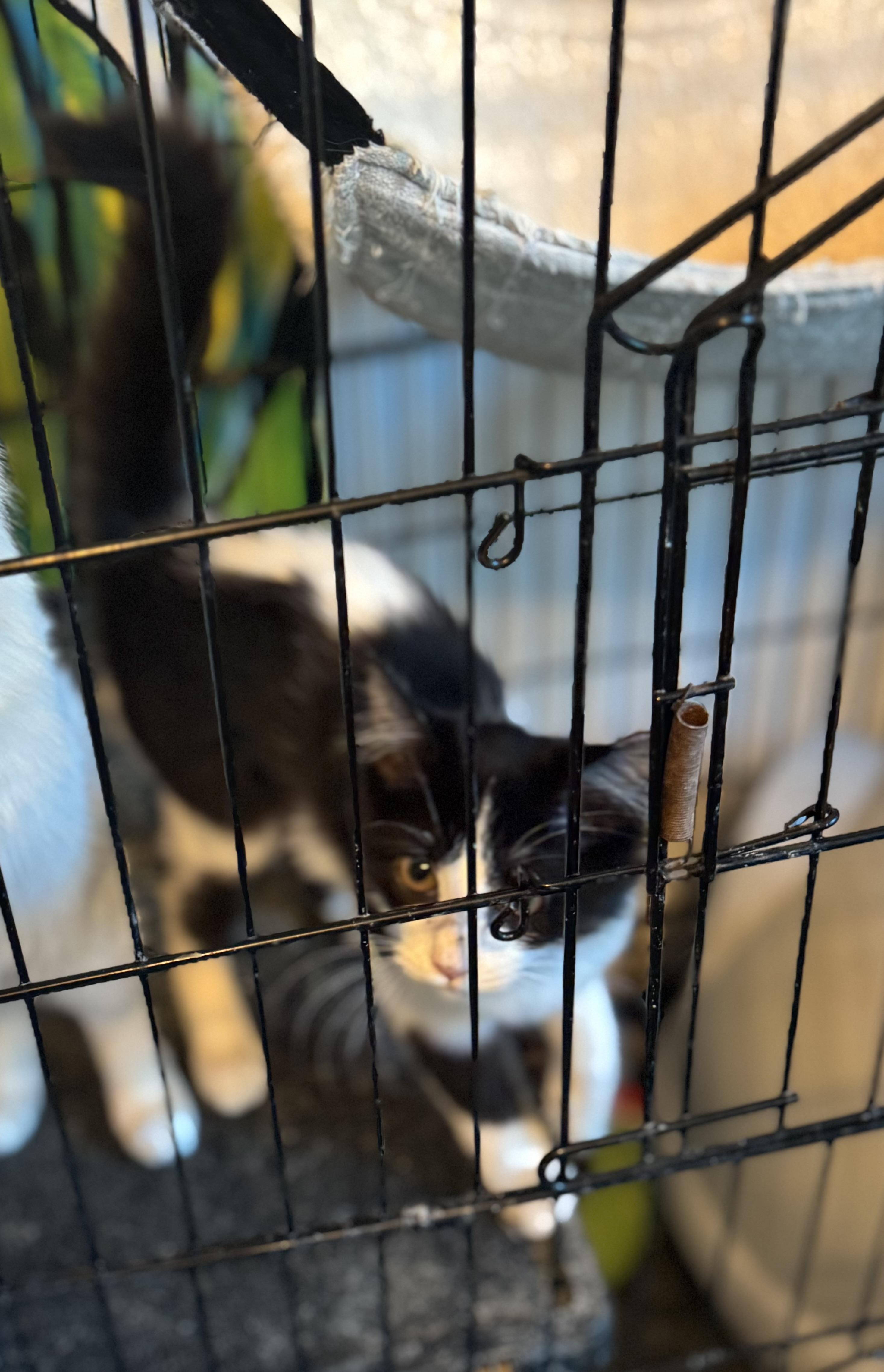 Enlarge Kory, a ADOPTABLE Domestic Short Hair in San Juan, PR image 5/5