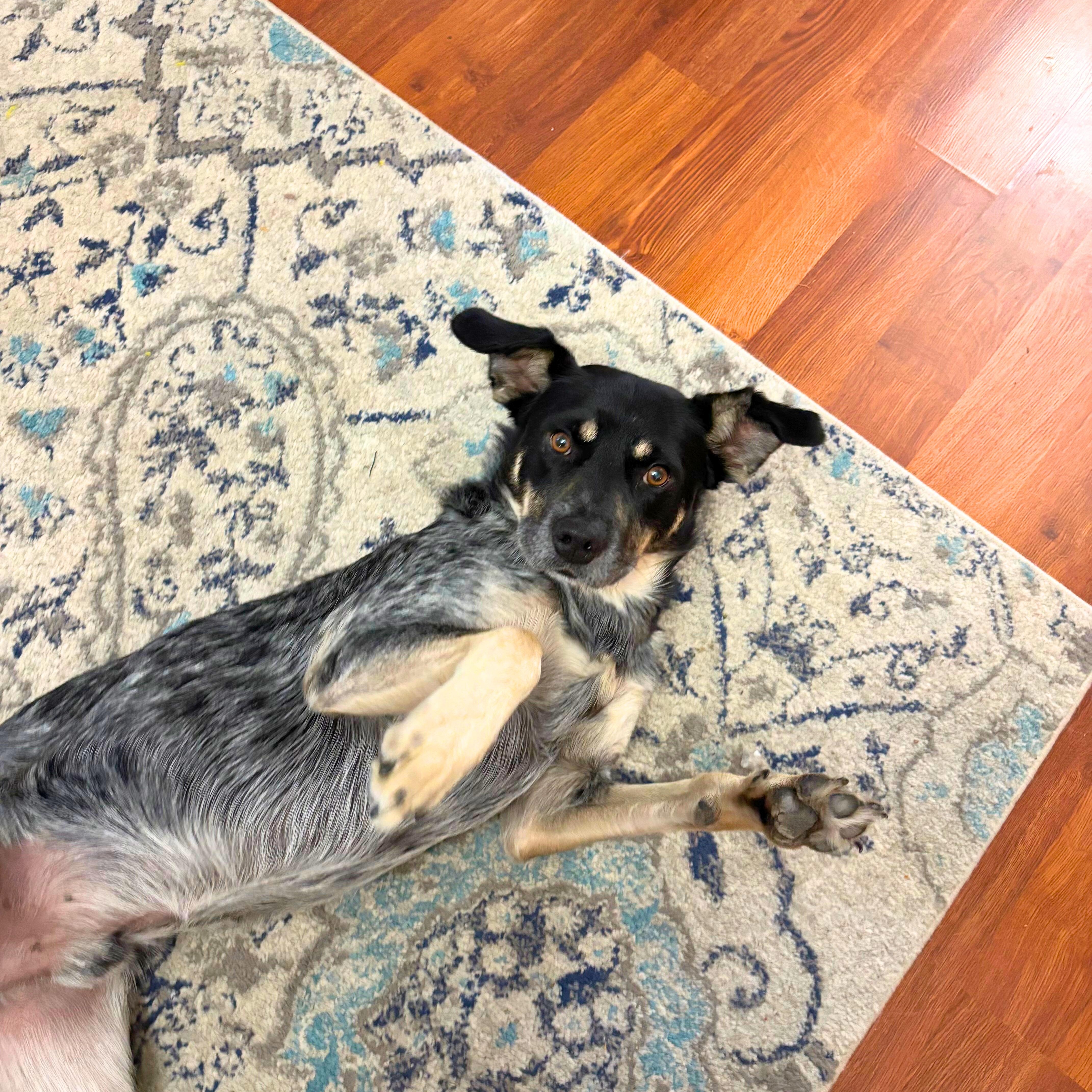 Enlarge Flatiron, a Adoptable mixed breed in Chatham, NJ image 2/6