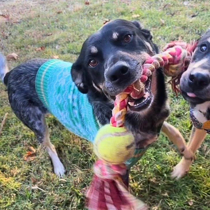 Enlarge Flatiron, a Adoptable mixed breed in Chatham, NJ image 1/6