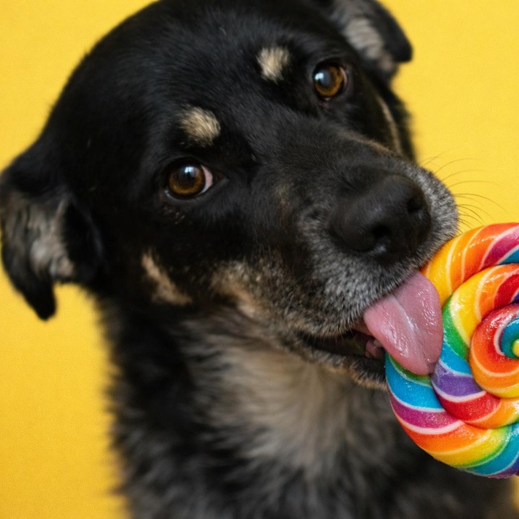 Enlarge Flatiron, a Adoptable mixed breed in Chatham, NJ image 5/6