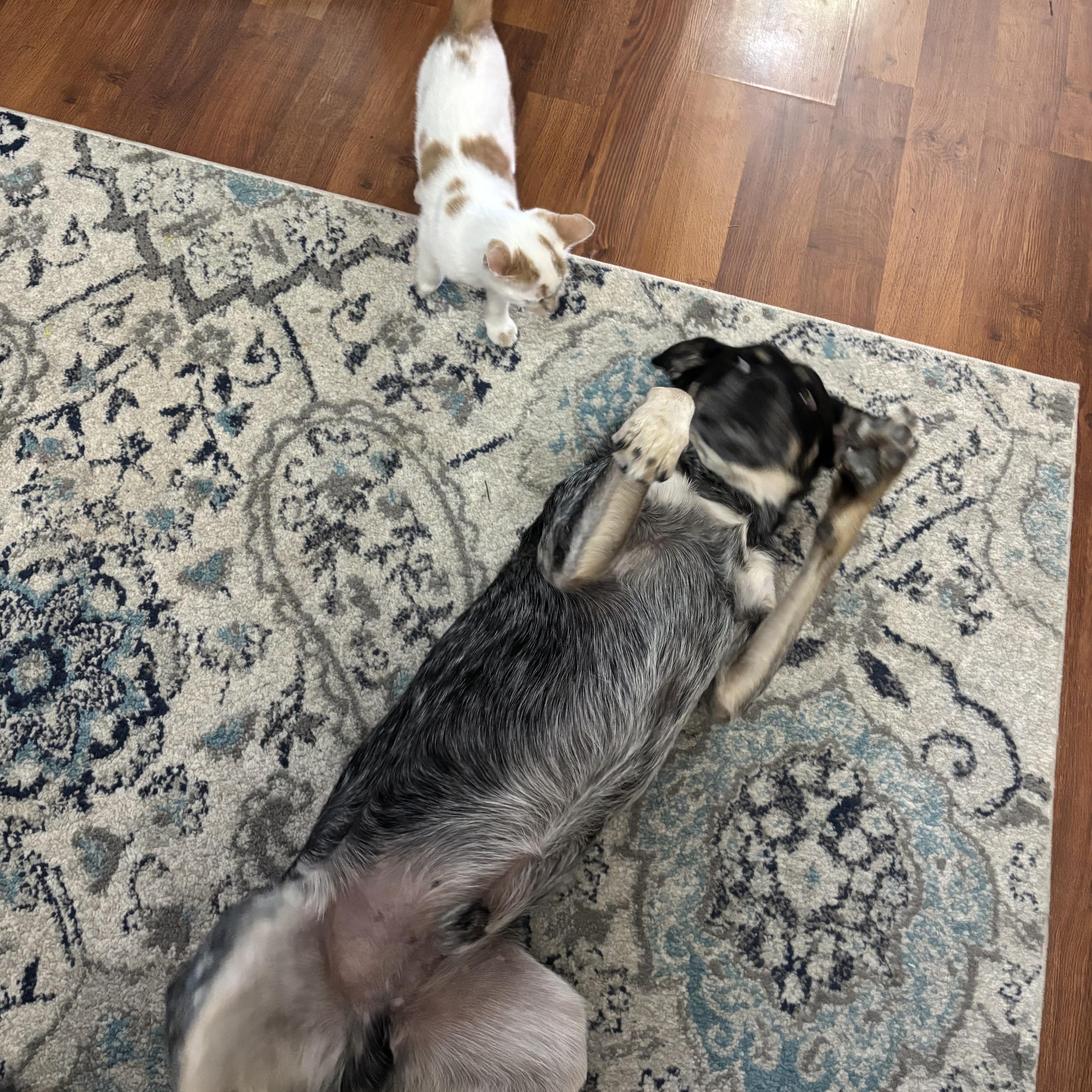 Enlarge Flatiron, a Adoptable mixed breed in Chatham, NJ image 4/6