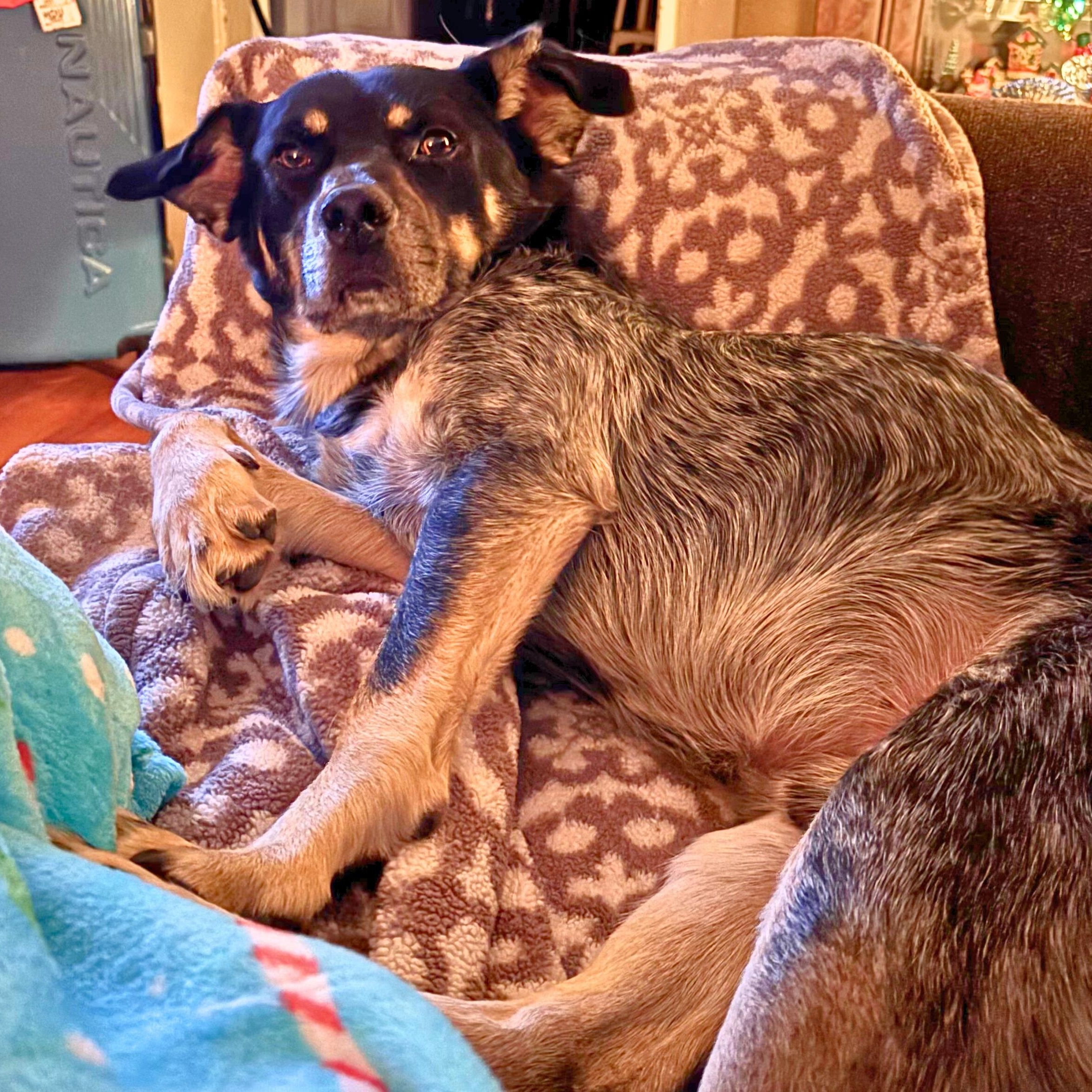 Enlarge Flatiron, a Adoptable mixed breed in Chatham, NJ image 6/6