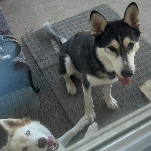 Whazzle — thumbnail 2