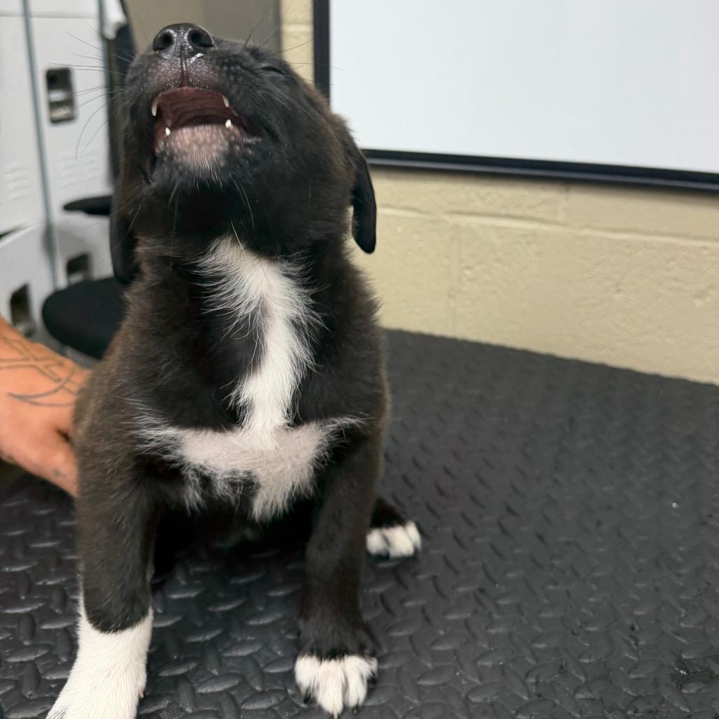 Enlarge Polaroid, a Adoptable mixed breed in Madisonville, KY image 1/2