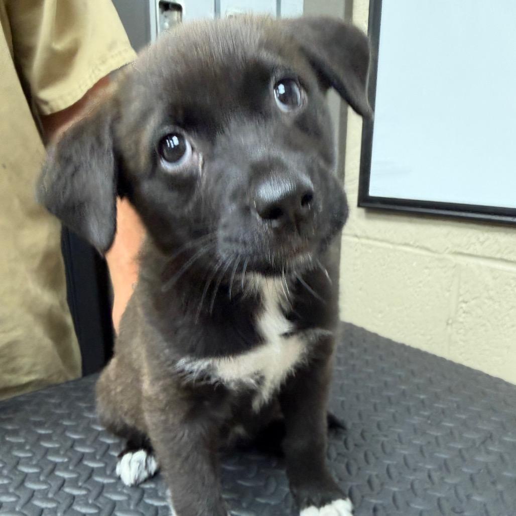 Enlarge Polaroid, a Adoptable mixed breed in Madisonville, KY image 2/2