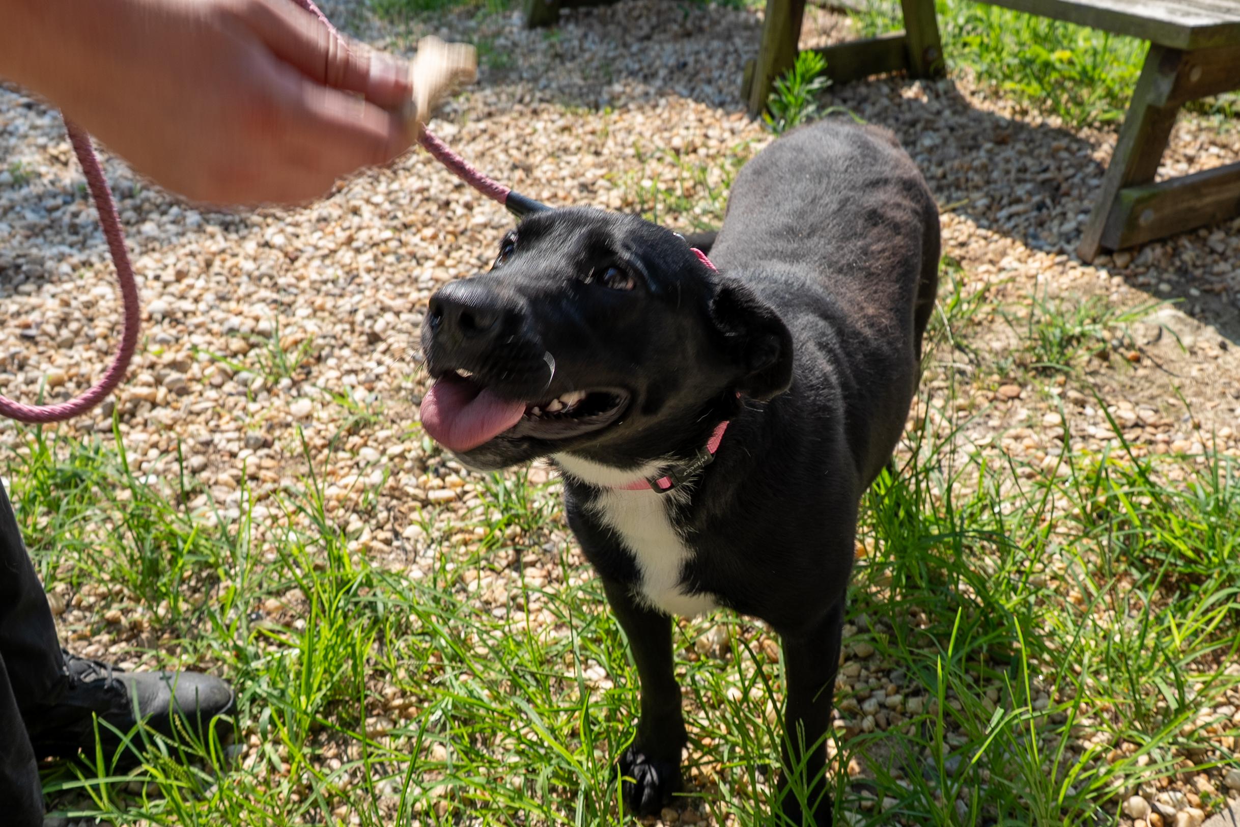 Enlarge Tammy, a Adoptable mixed breed in King George, VA image 2/5