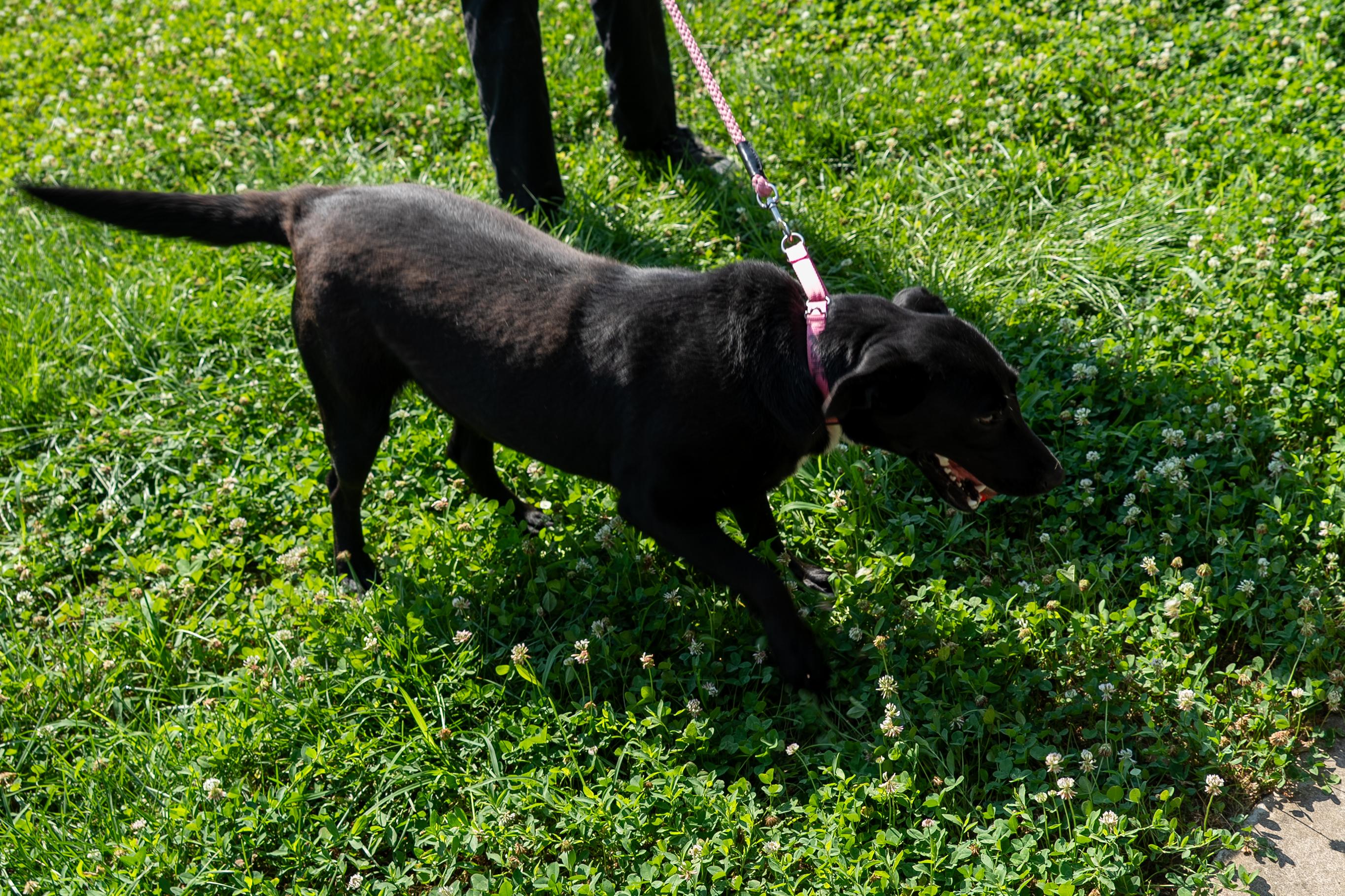 Enlarge Tammy, a Adoptable mixed breed in King George, VA image 4/5