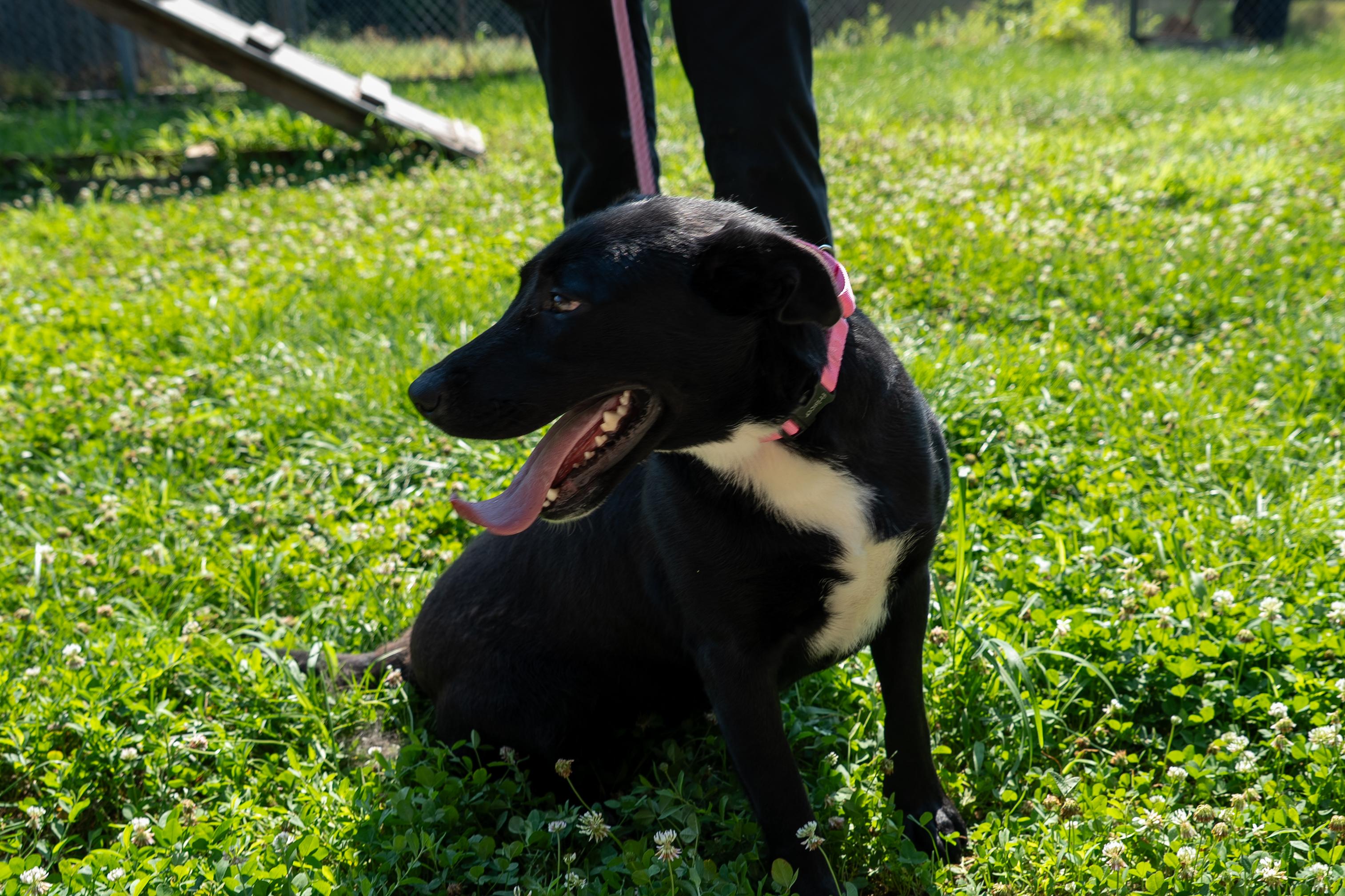 Enlarge Tammy, a Adoptable mixed breed in King George, VA image 5/5
