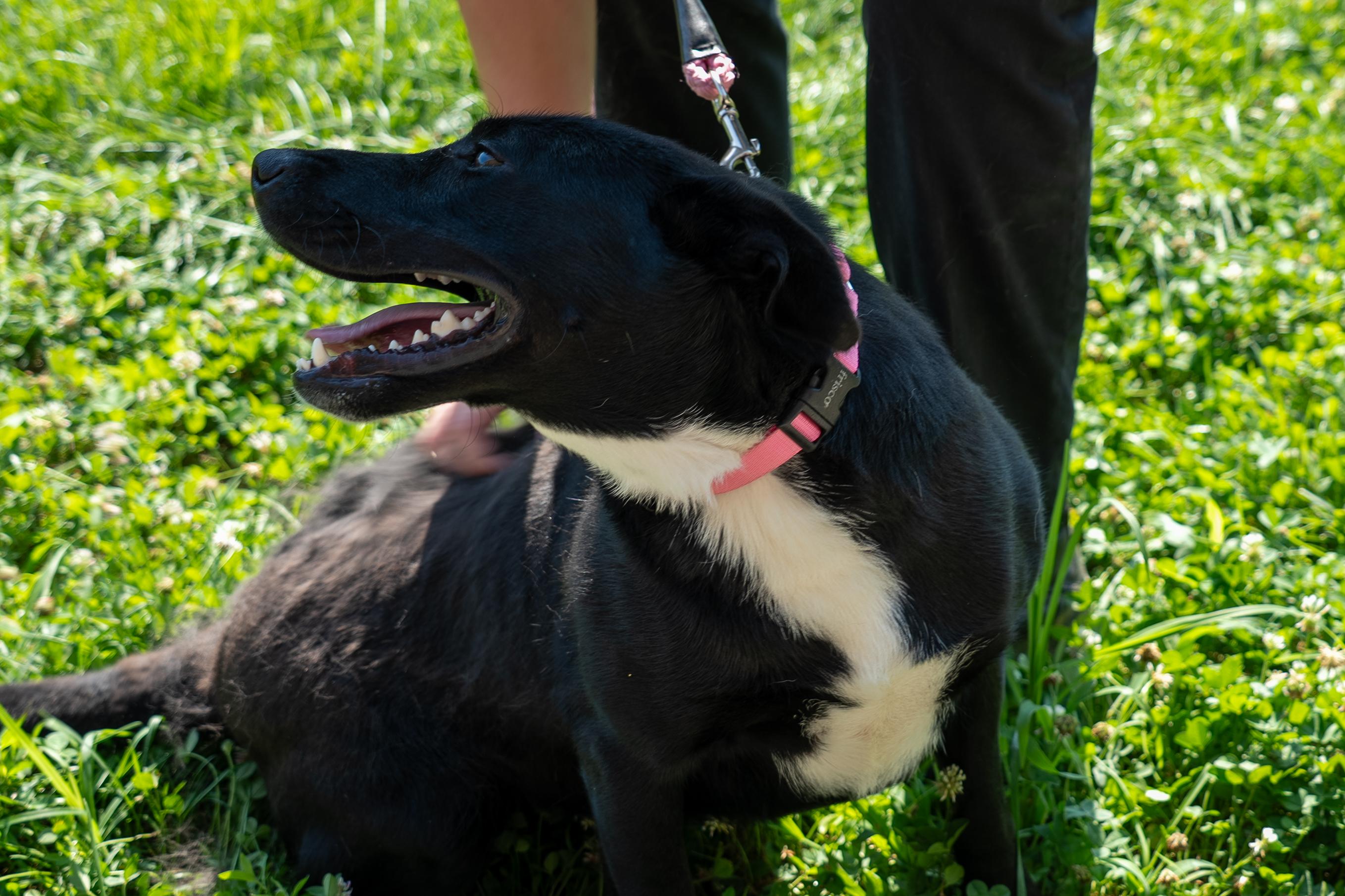 Enlarge Tammy, a Adoptable mixed breed in King George, VA image 3/5