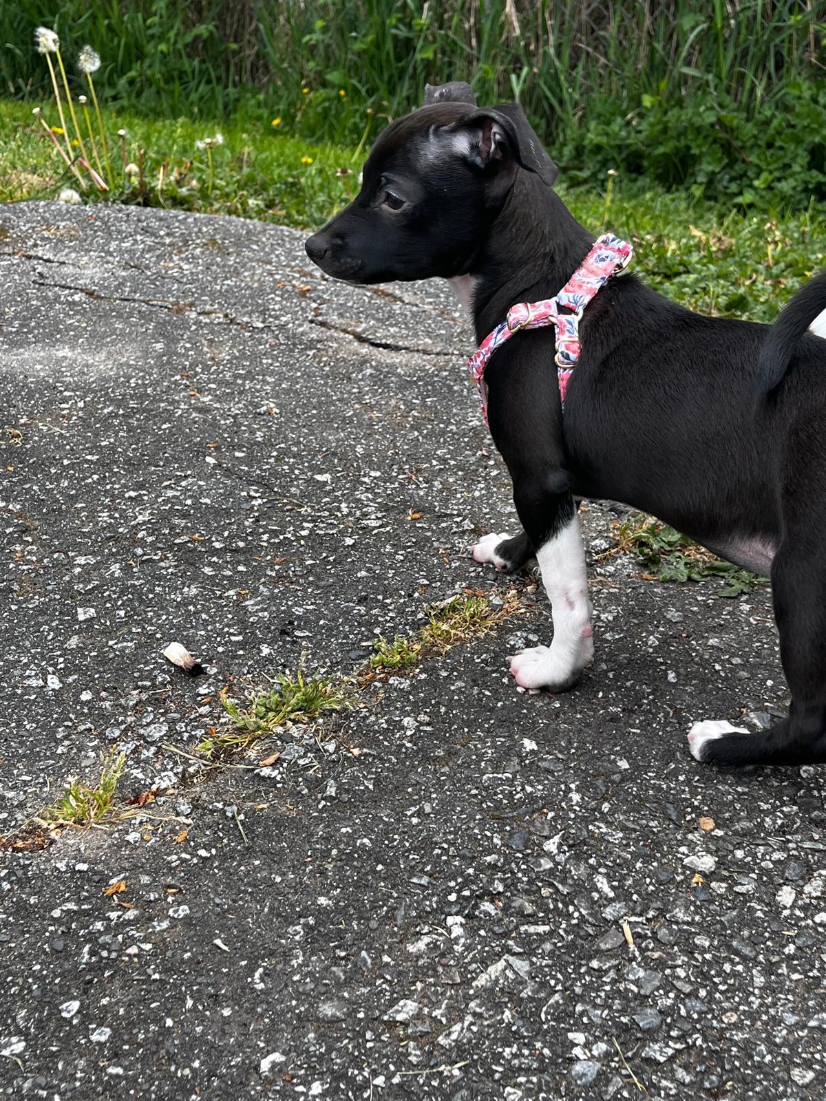 Enlarge DELILAH, a ADOPTABLE Chihuahua in Surrey, BC image 4/4