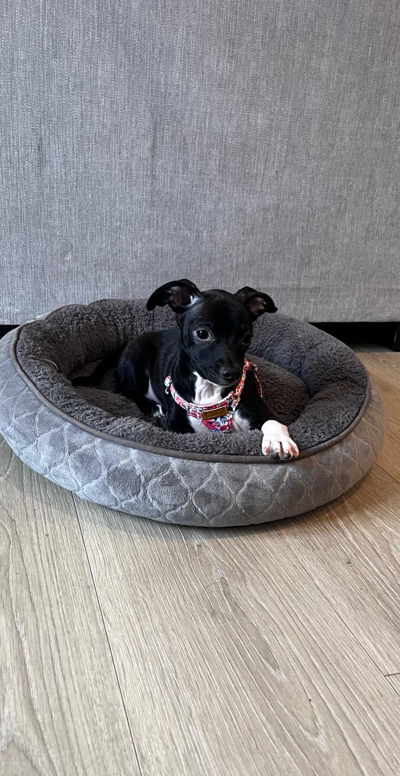 Enlarge DELILAH, a ADOPTABLE Chihuahua in Surrey, BC image 2/4