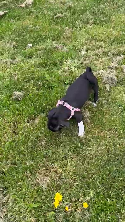 Enlarge DELILAH, a ADOPTABLE Chihuahua in Surrey, BC video 1/4